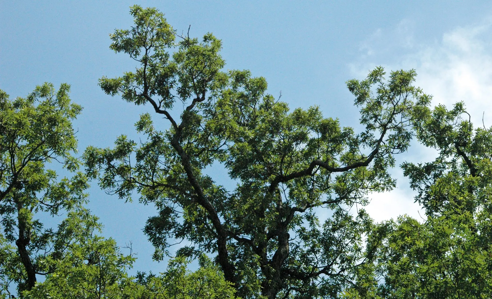 White Oak (Quercus Alba) — as the White Oak's deep taproots necessitate adequate space for root development; which transition to a stunning array, image 76
