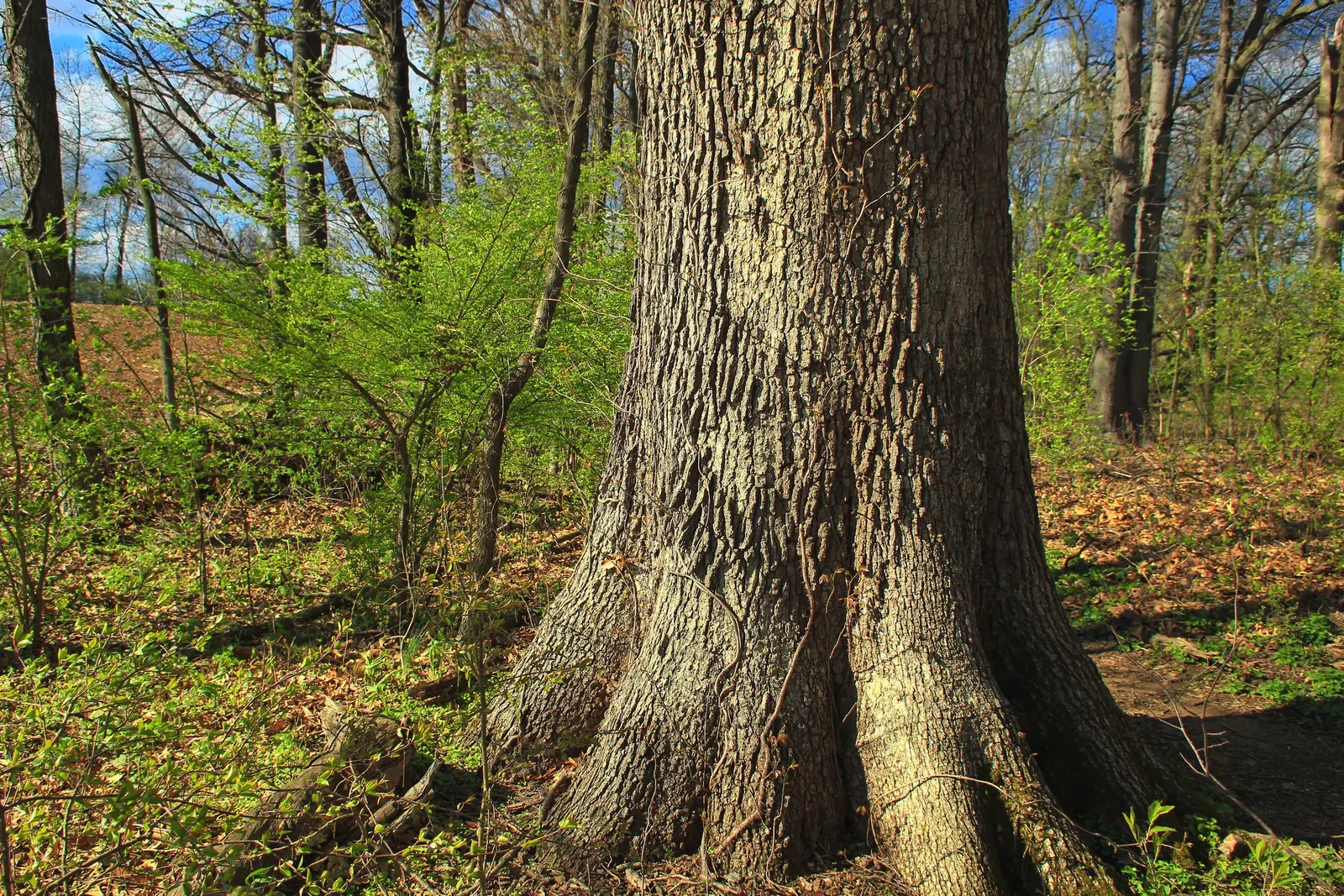White Oak (Quercus Alba) — Its growth rate is moderate; scientifically recognized as Quercus alba, image 67