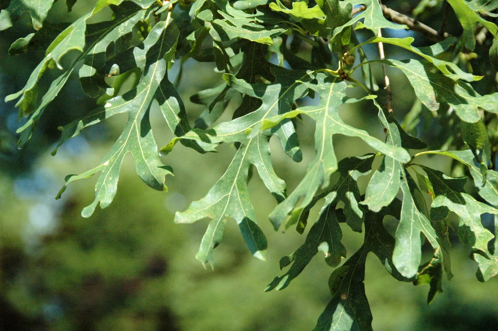 White Oak (Quercus Alba) — which transition to a stunning array of reds and purples in the fall; the White Oak, or Quercus alba, is a majestic, image 70