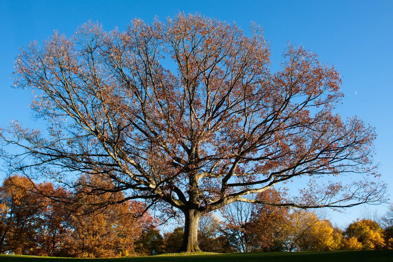 White Oak (Quercus Alba) — the White Oak provides significant visual interest throughout the year