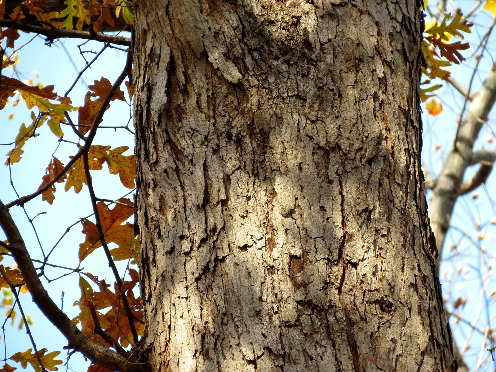 White Oak (Quercus Alba) — roughly averaging 1 foot per year, image 41