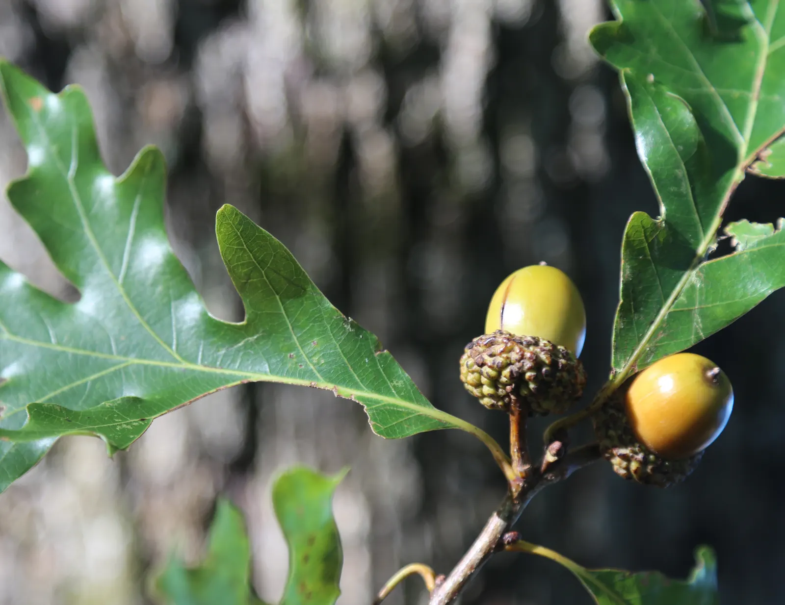 White Oak (Quercus Alba) — Mature specimens can attain heights of 80-100 feet with an equal spread