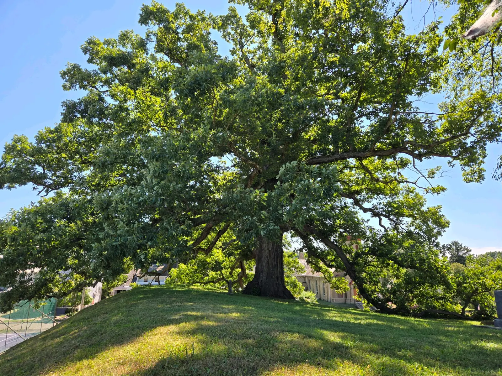 White Oak (Quercus Alba) — scientifically recognized as Quercus alba