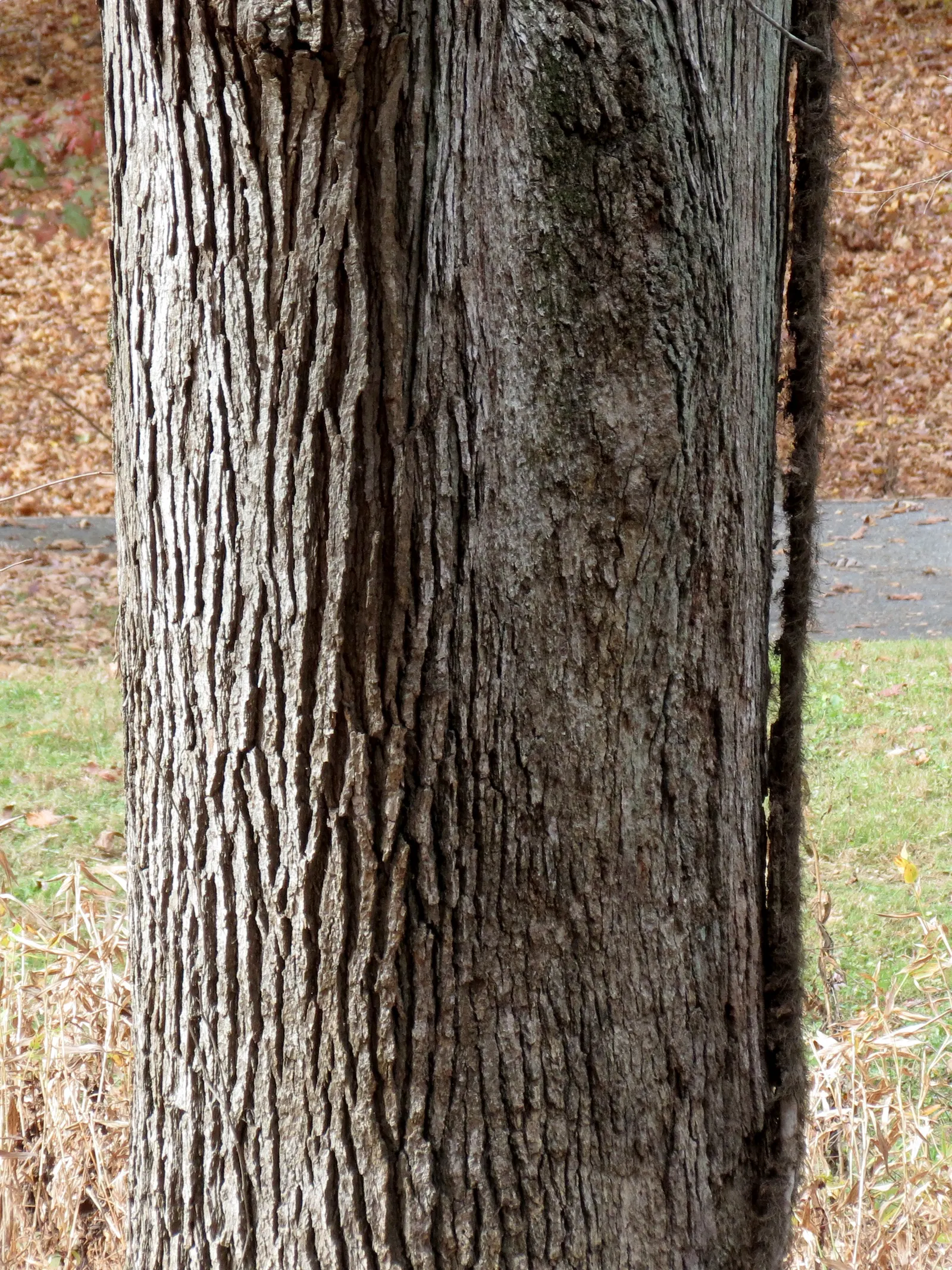 White Oak (Quercus Alba) — the White Oak provides significant visual interest throughout the year; is a majestic and storied hardwood native to, image 71