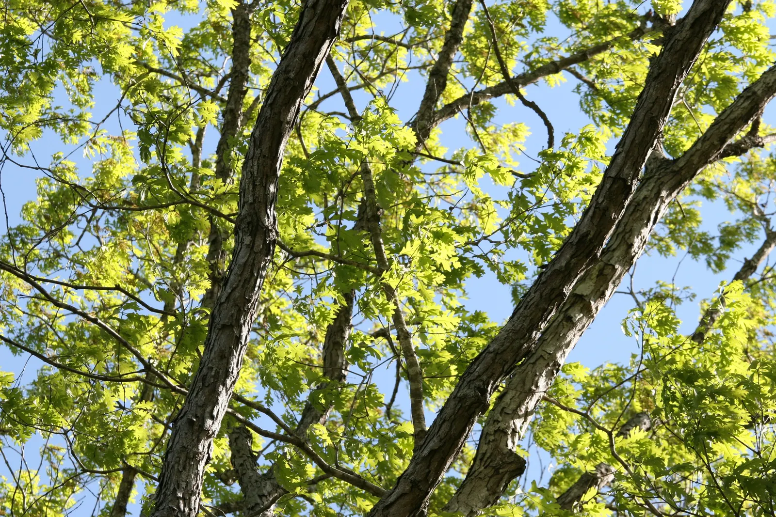White Oak (Quercus Alba) — Hardy in USDA zones 3 to 9, this oak is resilient against drought once established; mature specimens can attain heights, image 74