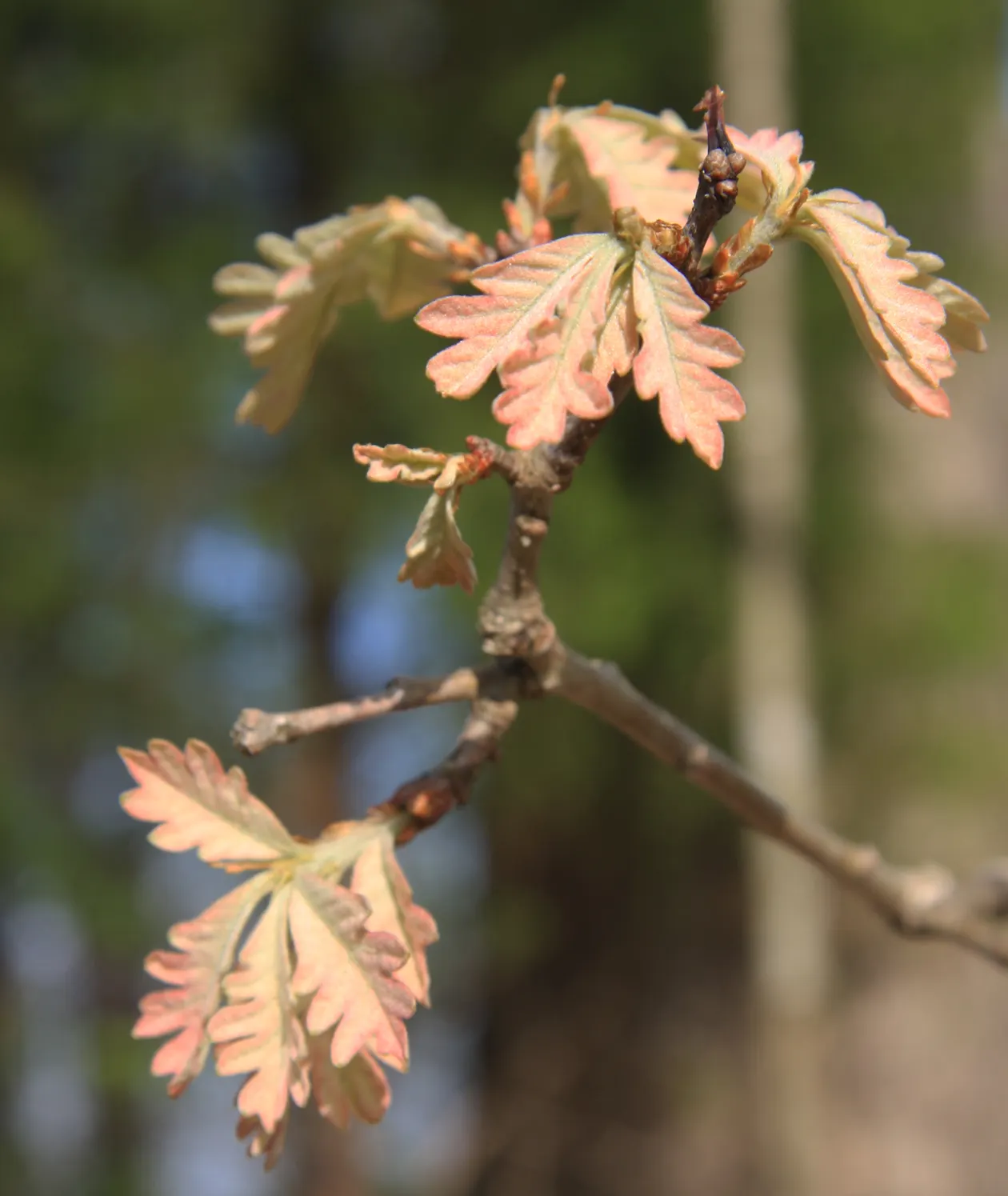 White Oak (Quercus Alba) — Its acorns support local wildlife, making it an excellent choice for naturalistic landscapes; making it an ideal centerpiece for