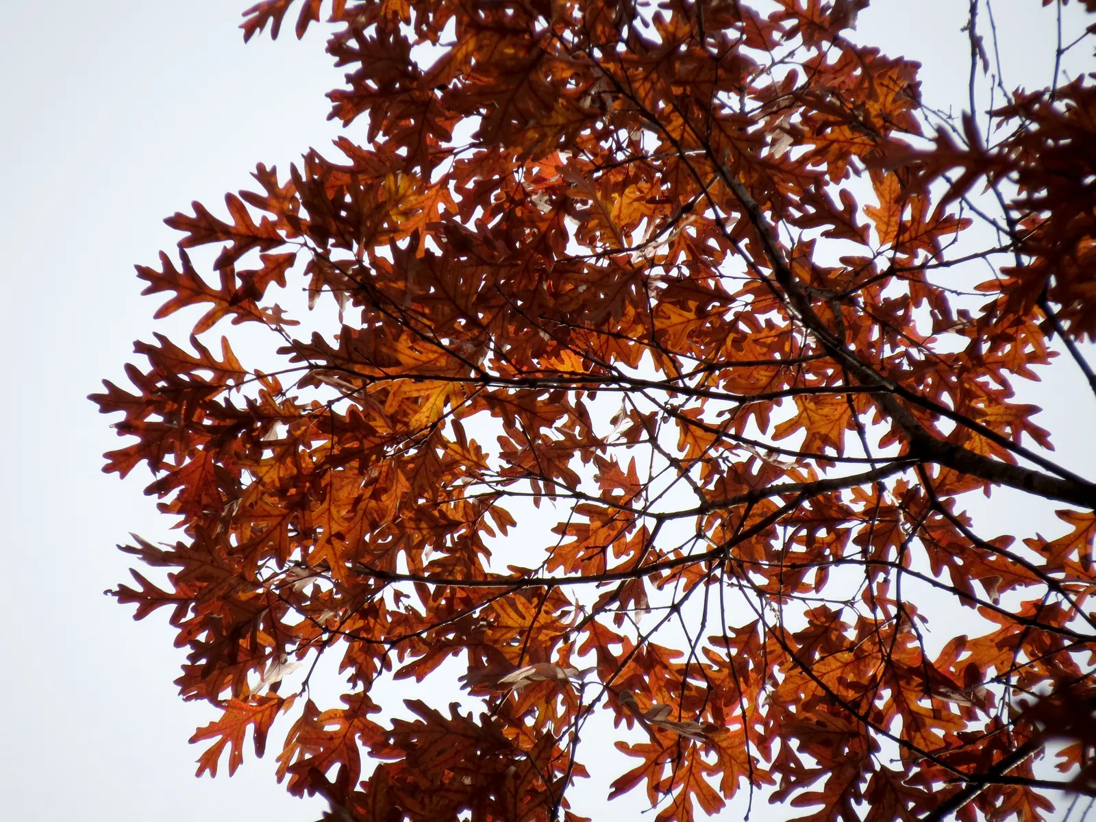 White Oak (Quercus Alba) — The White Oak, or Quercus alba, is a majestic, long-lived hardwood indigenous to eastern North America; wide branches provide ample