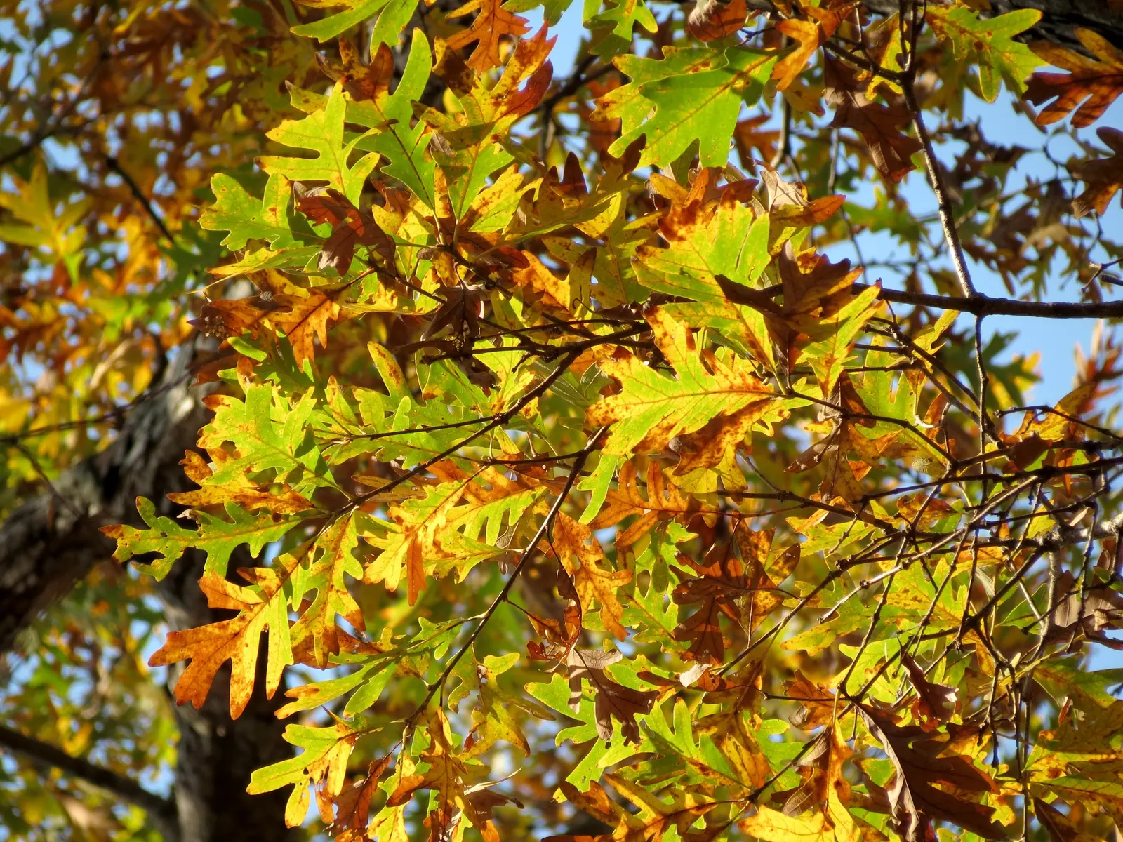 White Oak (Quercus Alba) — making it an ideal centerpiece for expansive landscapes; tree for full, image 66
