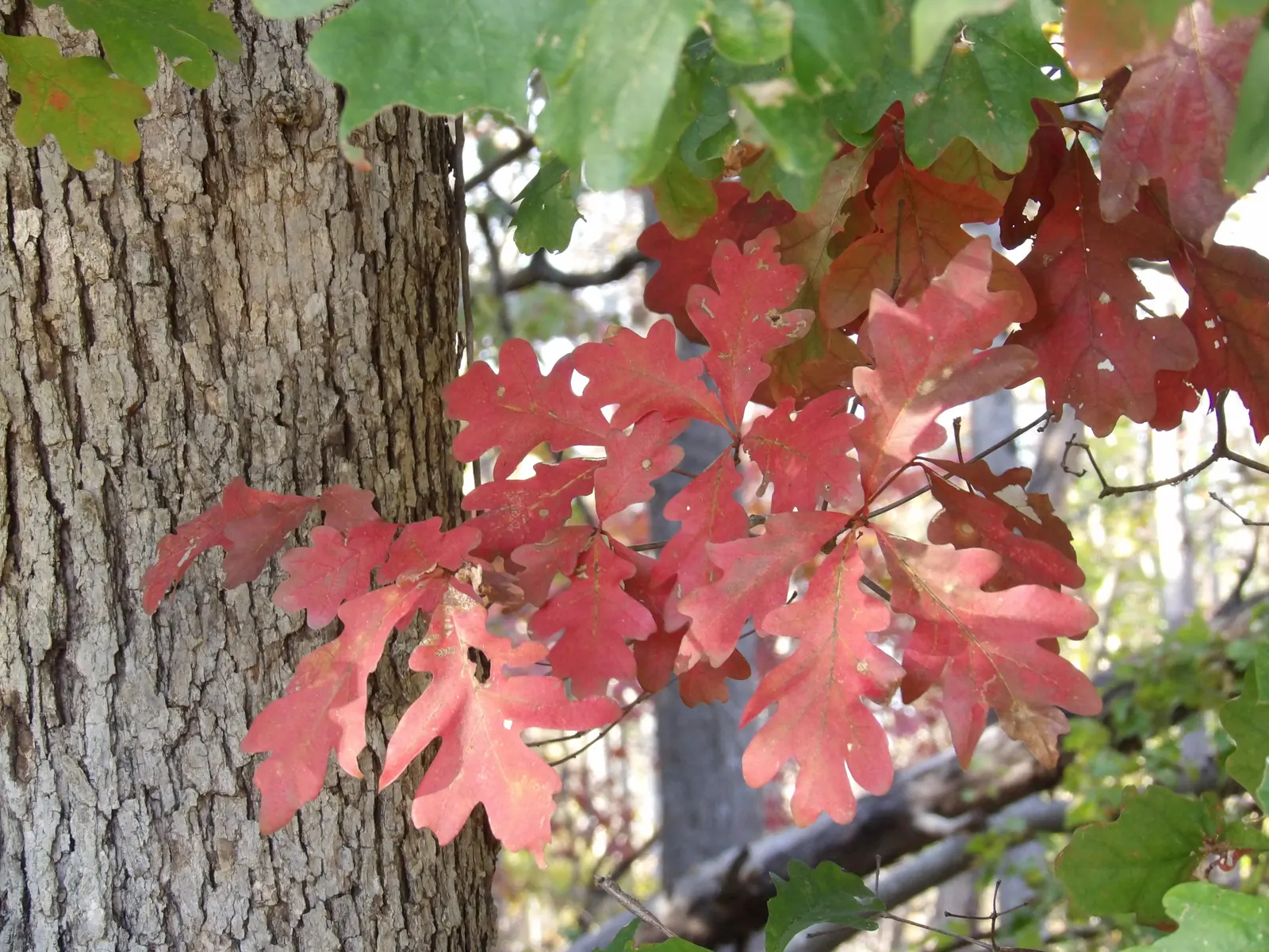 White Oak (Quercus Alba) — As a landscape architect assistant