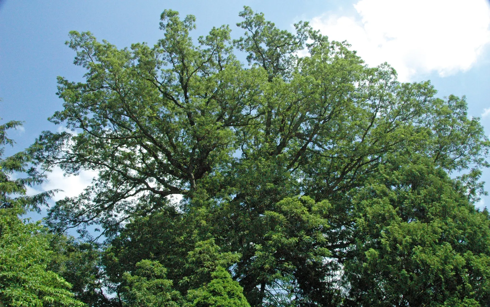 White Oak (Quercus Alba) — Mature specimens can attain heights of 80-100 feet with an equal spread; the White Oak requires considerable space, image 56