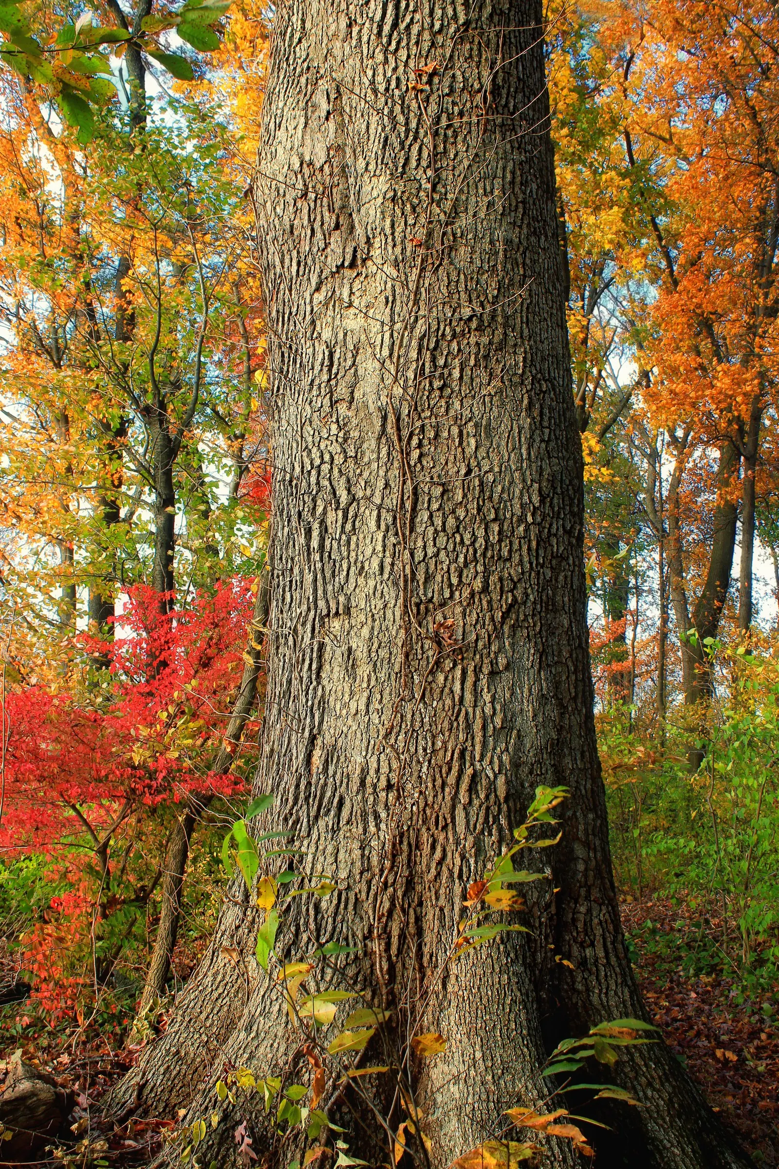 White Oak (Quercus Alba) — making it an ideal centerpiece for expansive landscapes; tree for full