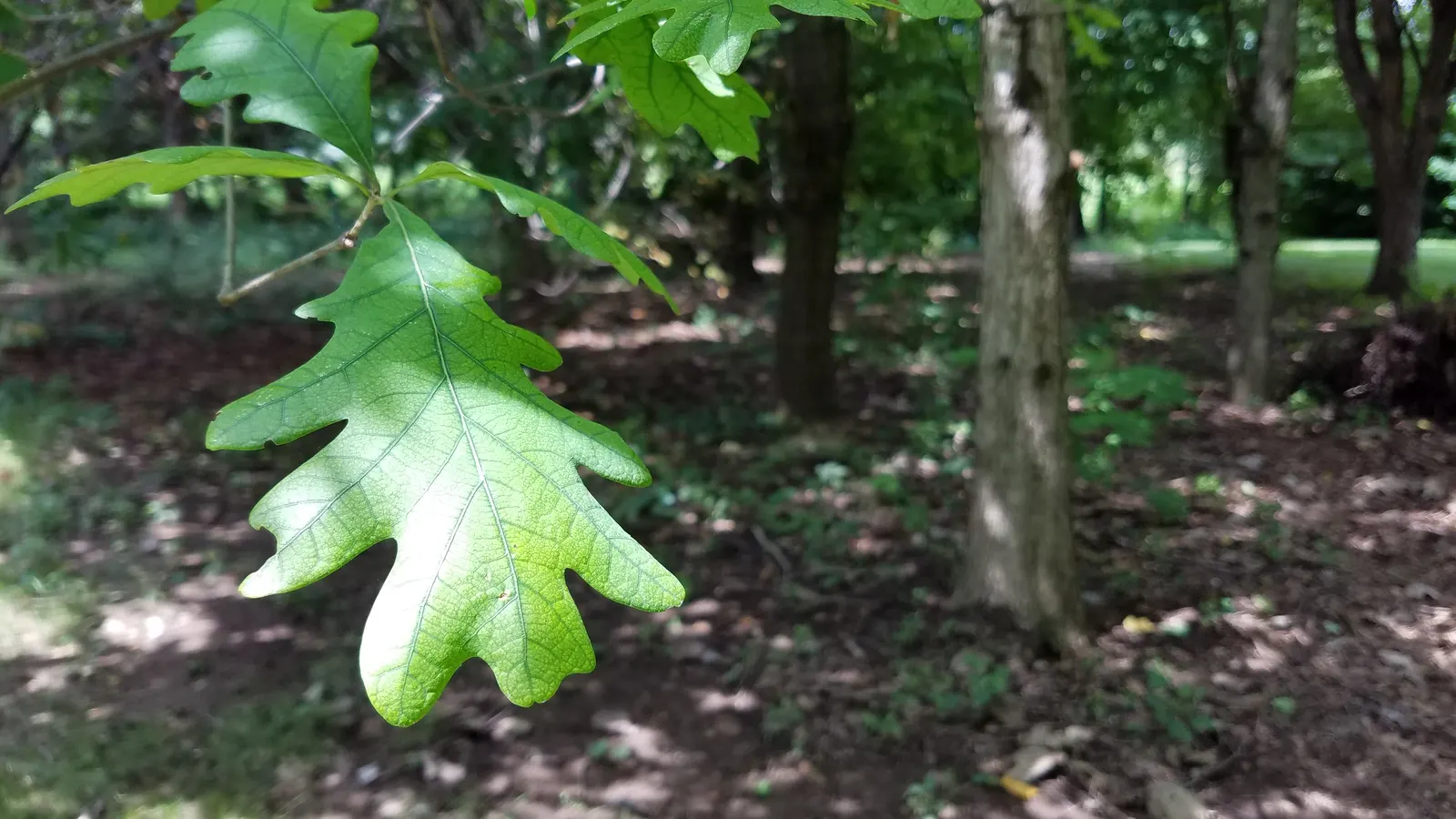 White Oak (Quercus Alba) — but the enduring grandeur of the Quercus alba will reward the landscape and its onlookers for generations; its deeply lobed leaves