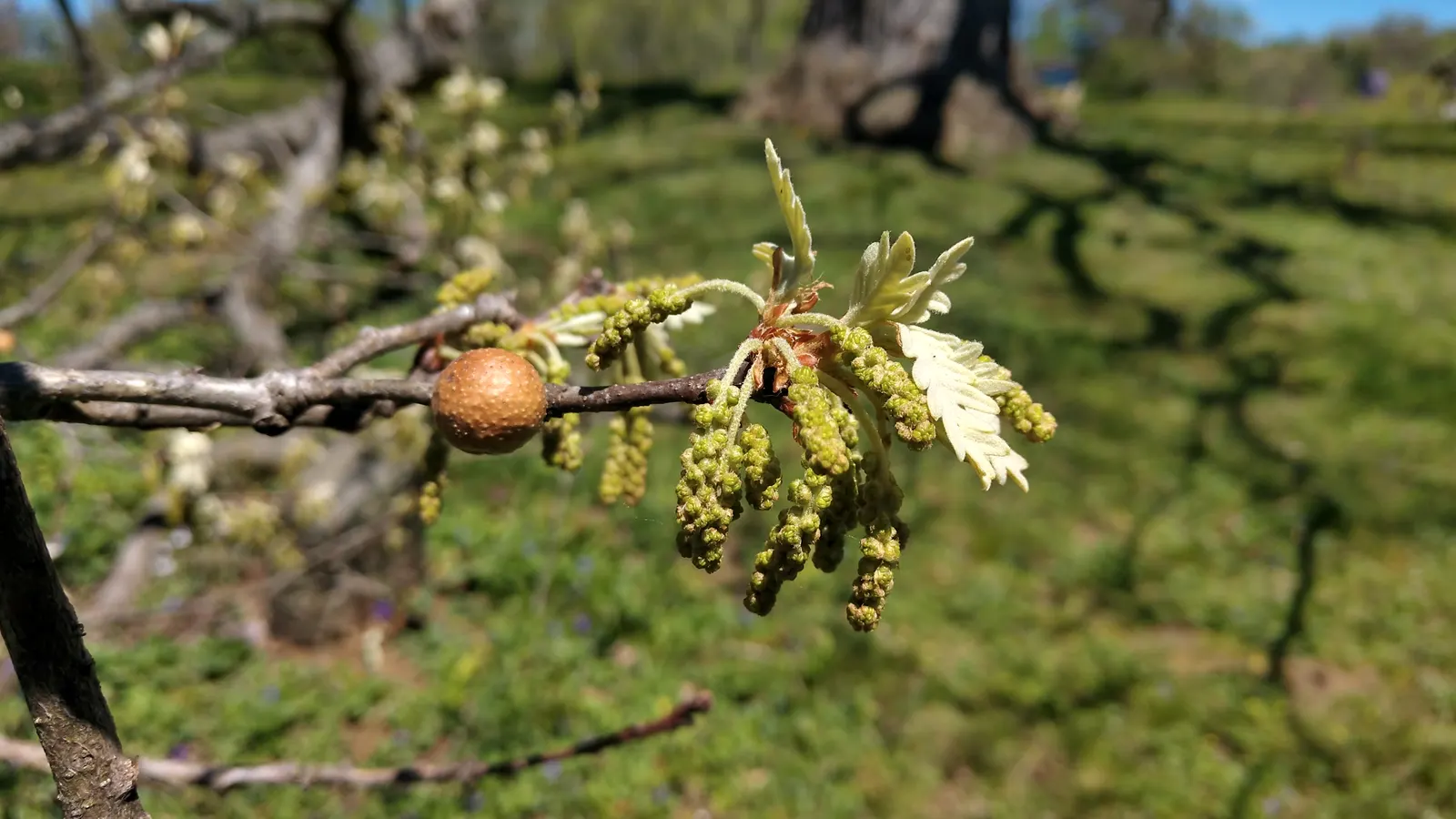 White Oak (Quercus Alba) — allowing for timely establishment in a cultivated setting.<br><br>Prominent for its deeply lobed; it is also a vital ecological