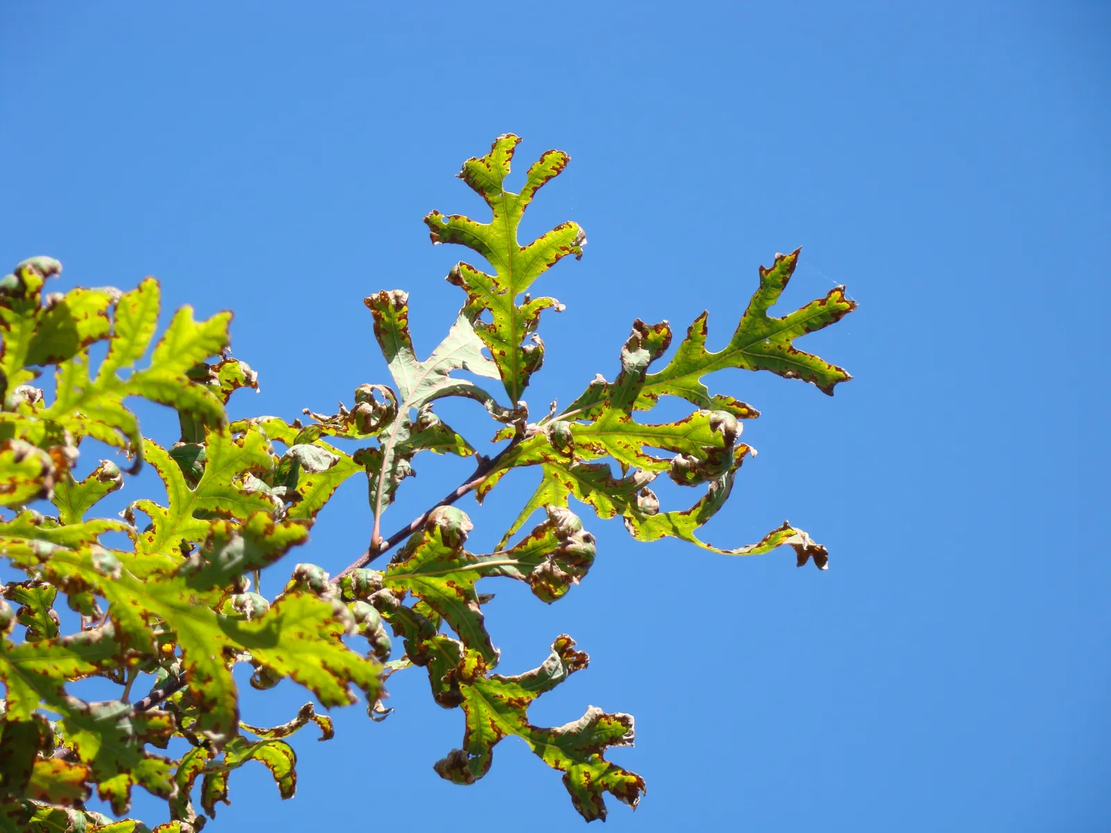 White Oak (Quercus Alba) — When implementing this species in a design