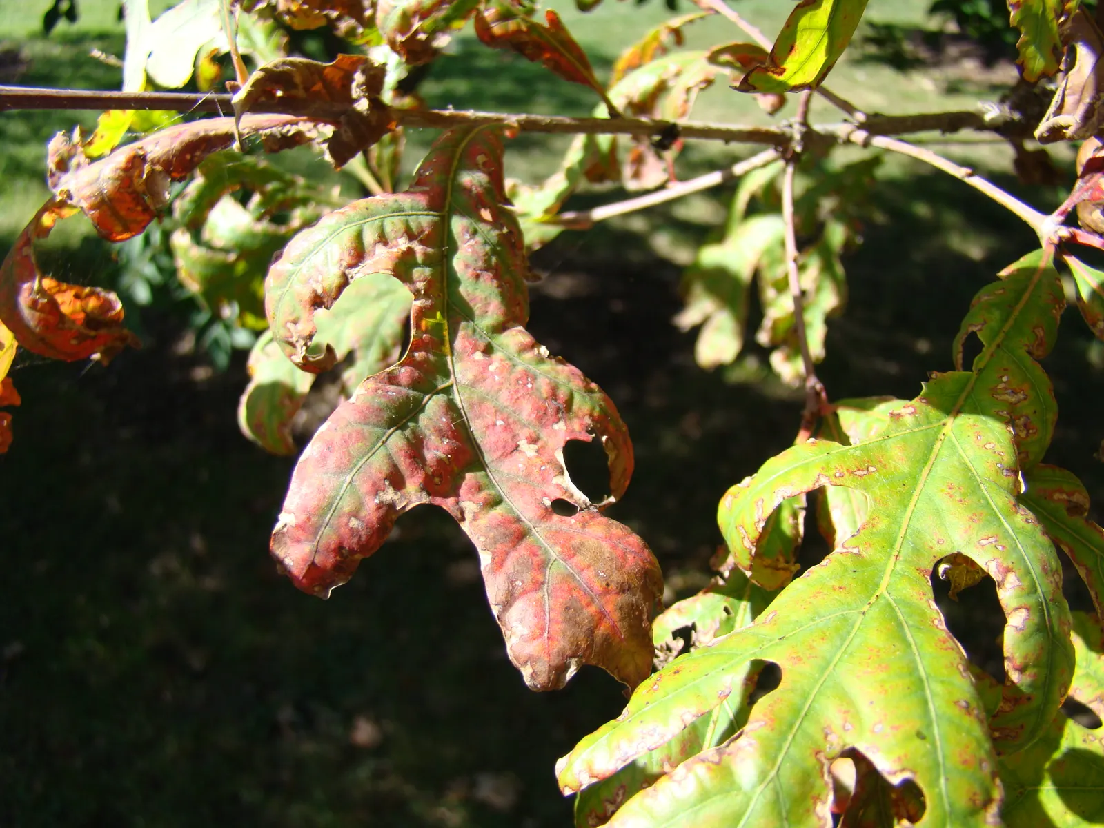 White Oak (Quercus Alba) — Its deeply lobed leaves turn a spectacular burgundy in fall