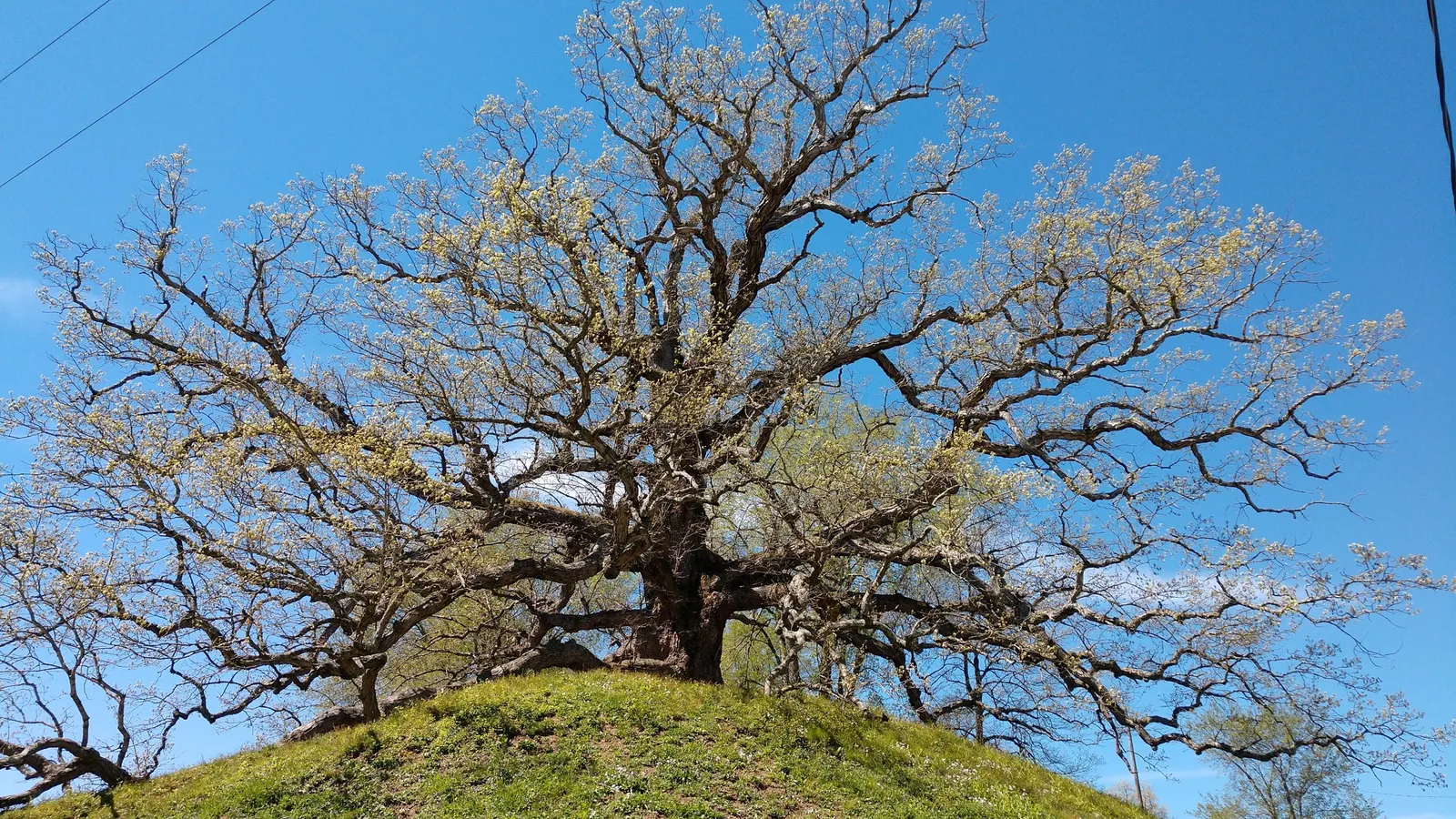 White Oak (Quercus Alba) — acidic to neutral soils and thrives in full sun to partial shade