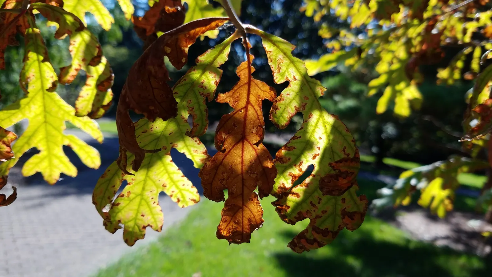 White Oak (Quercus Alba) — which transition to a stunning array of reds and purples in the fall; the White Oak, or Quercus alba, is a majestic, long-lived