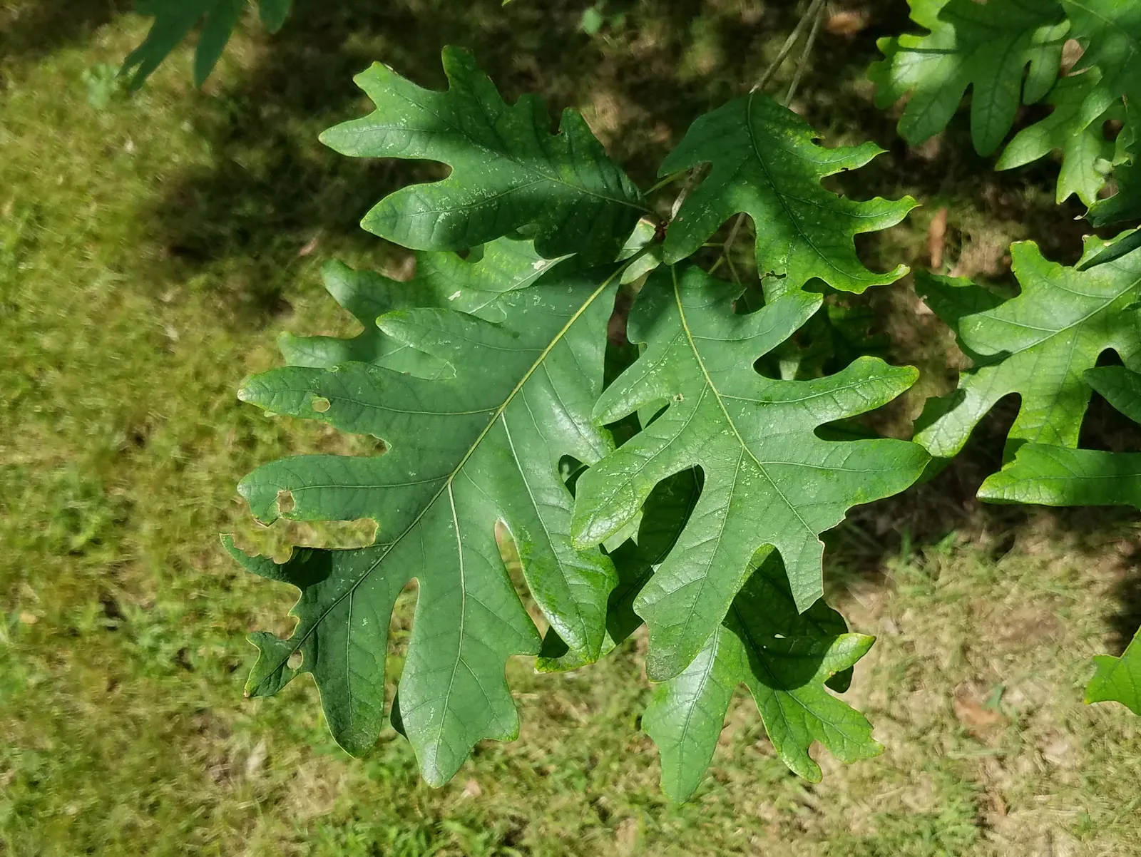 White Oak (Quercus Alba) — The bark is light ash-gray; allowing for timely establishment in a cultivated setting.<br><br>Prominent for its deeply, image 72