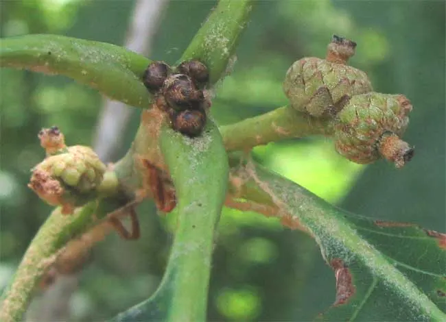 White Oak (Quercus Alba) — It is also a vital ecological contributor; as a landscape architect assistant