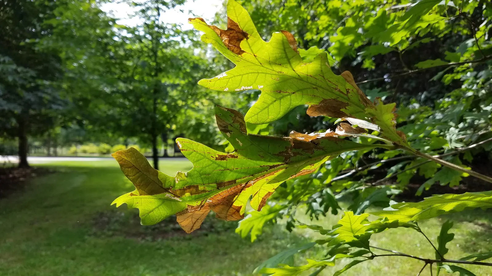 White Oak (Quercus Alba) — This oak prefers well-draining soil and full sun to partial shade, image 59