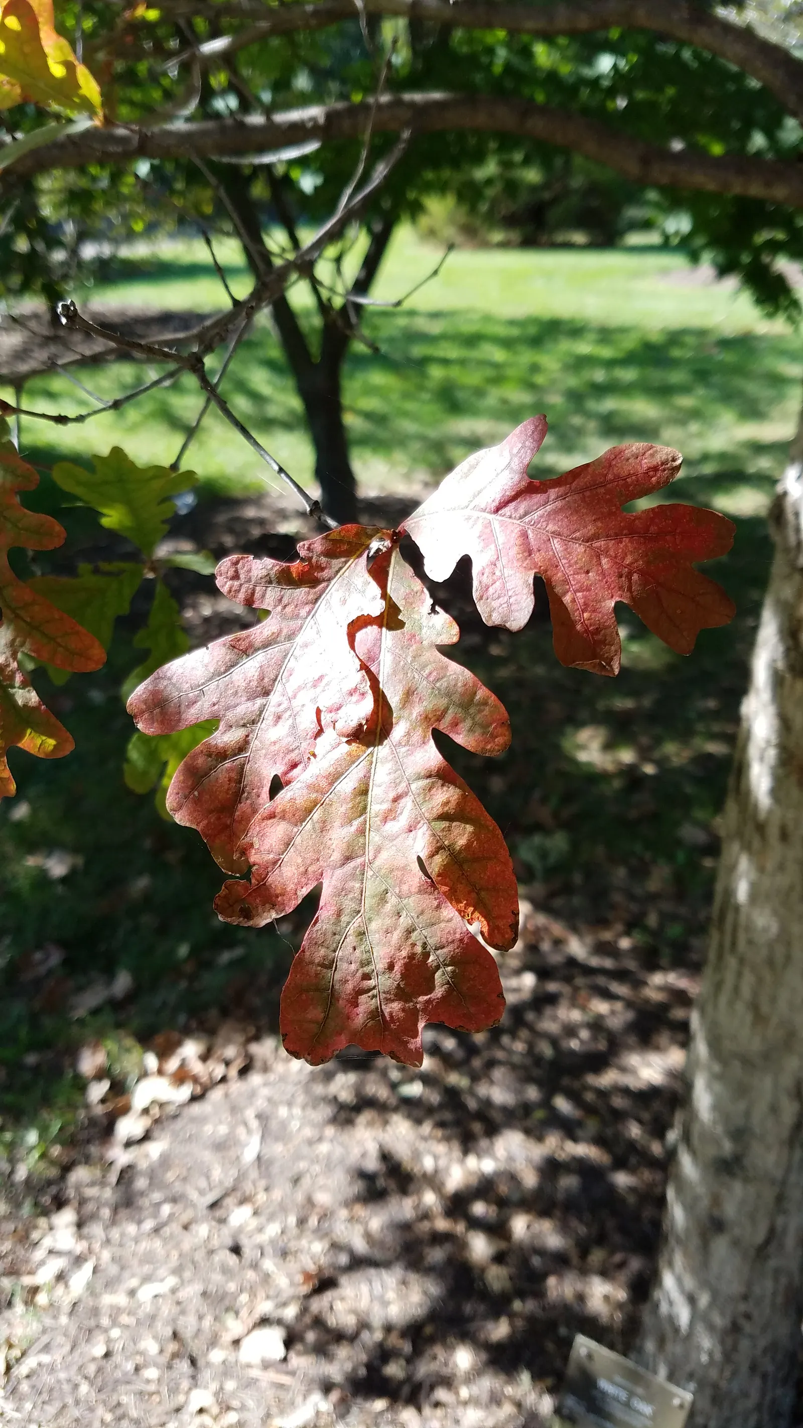 White Oak (Quercus Alba) — When implementing this species in a design, image 50