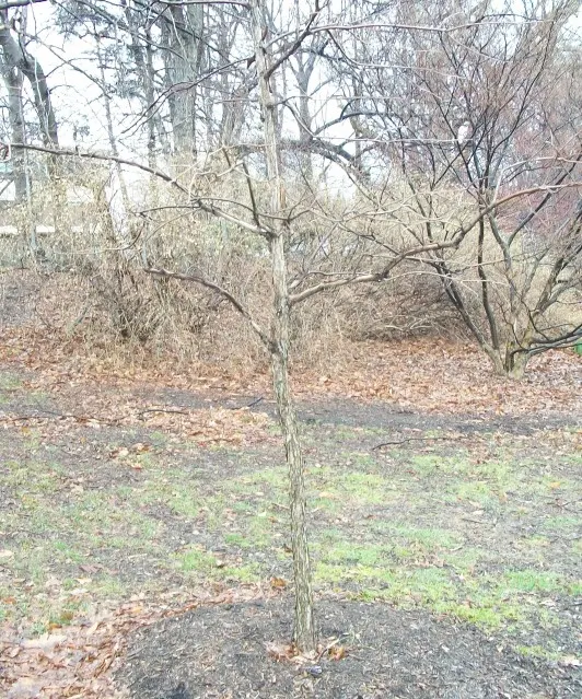 White Oak (Quercus Alba) — wide branches provide ample shade; green and yellow flowers in the garden