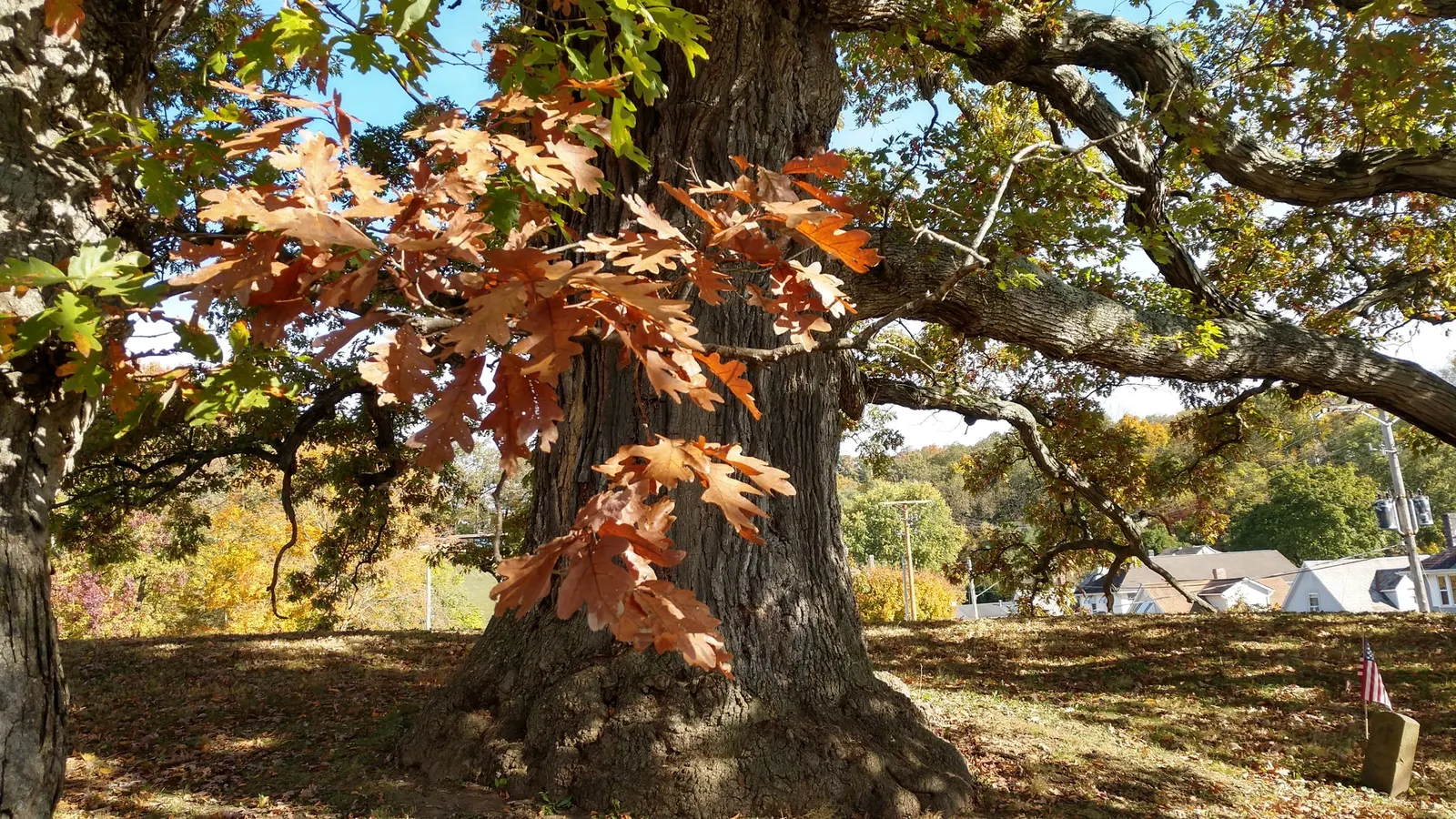 White Oak (Quercus Alba) — it is vital to understand the attributes of this grand species to effectively incorporate it into your design; its growth rate is