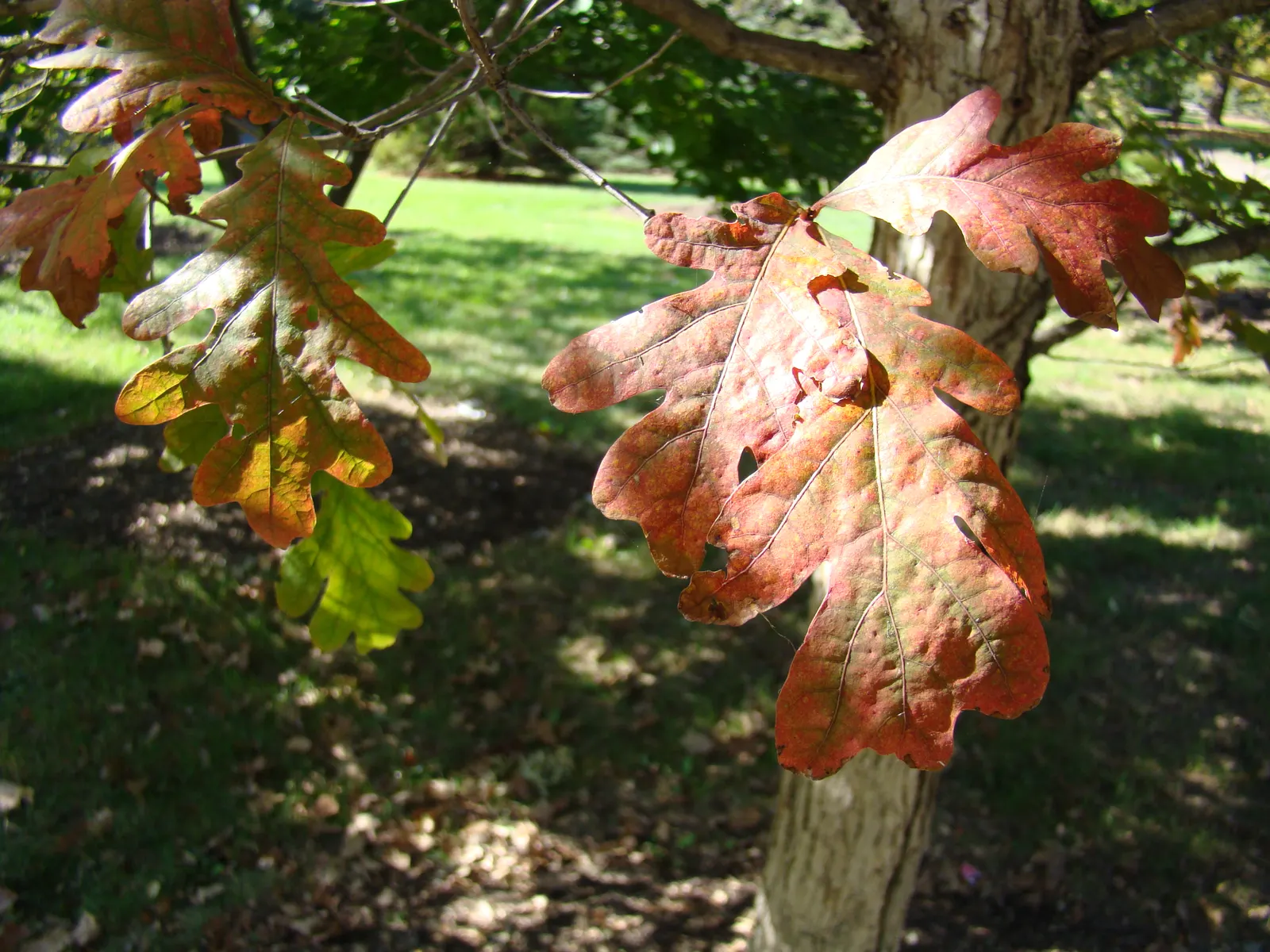 White Oak (Quercus Alba) — as the White Oak's deep taproots necessitate adequate space for root development