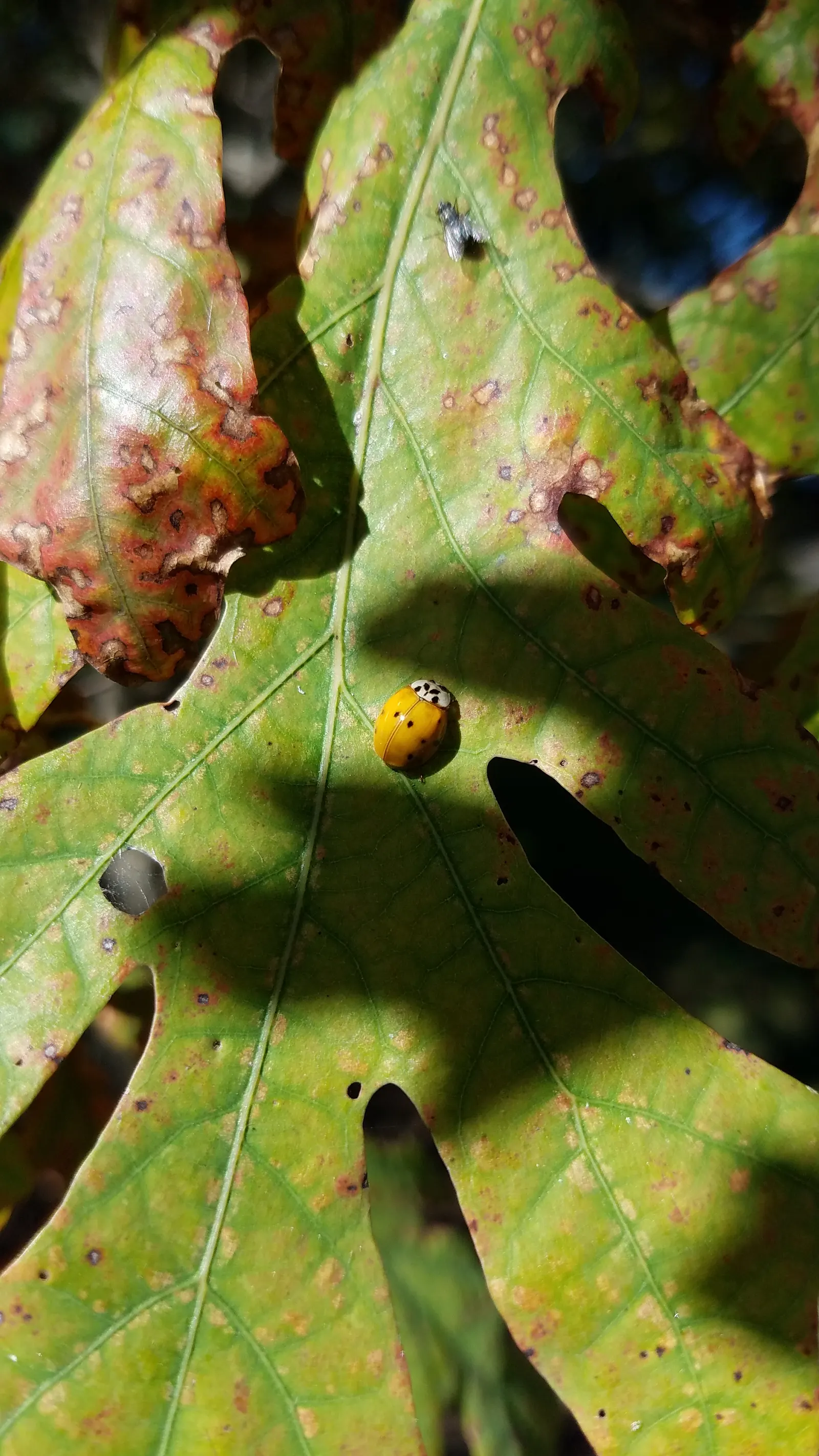 White Oak (Quercus Alba) — tree for full; but the enduring grandeur of the Quercus alba will reward the landscape and its onlookers for generations, image 81