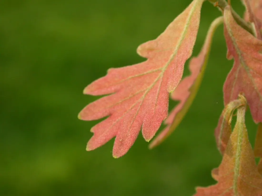 White Oak (Quercus Alba) — is a majestic and storied hardwood native to North America; tree with green and yellow blooms, image 62