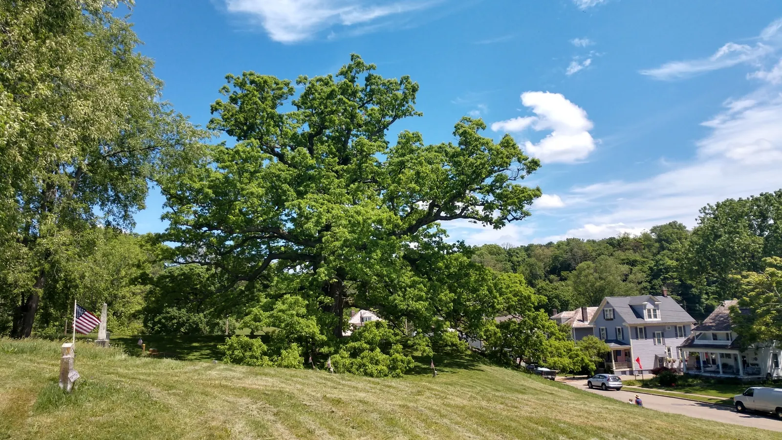 White Oak (Quercus Alba) — Its deeply lobed leaves turn a spectacular burgundy in fall; the bark is light ash-gray, image 57
