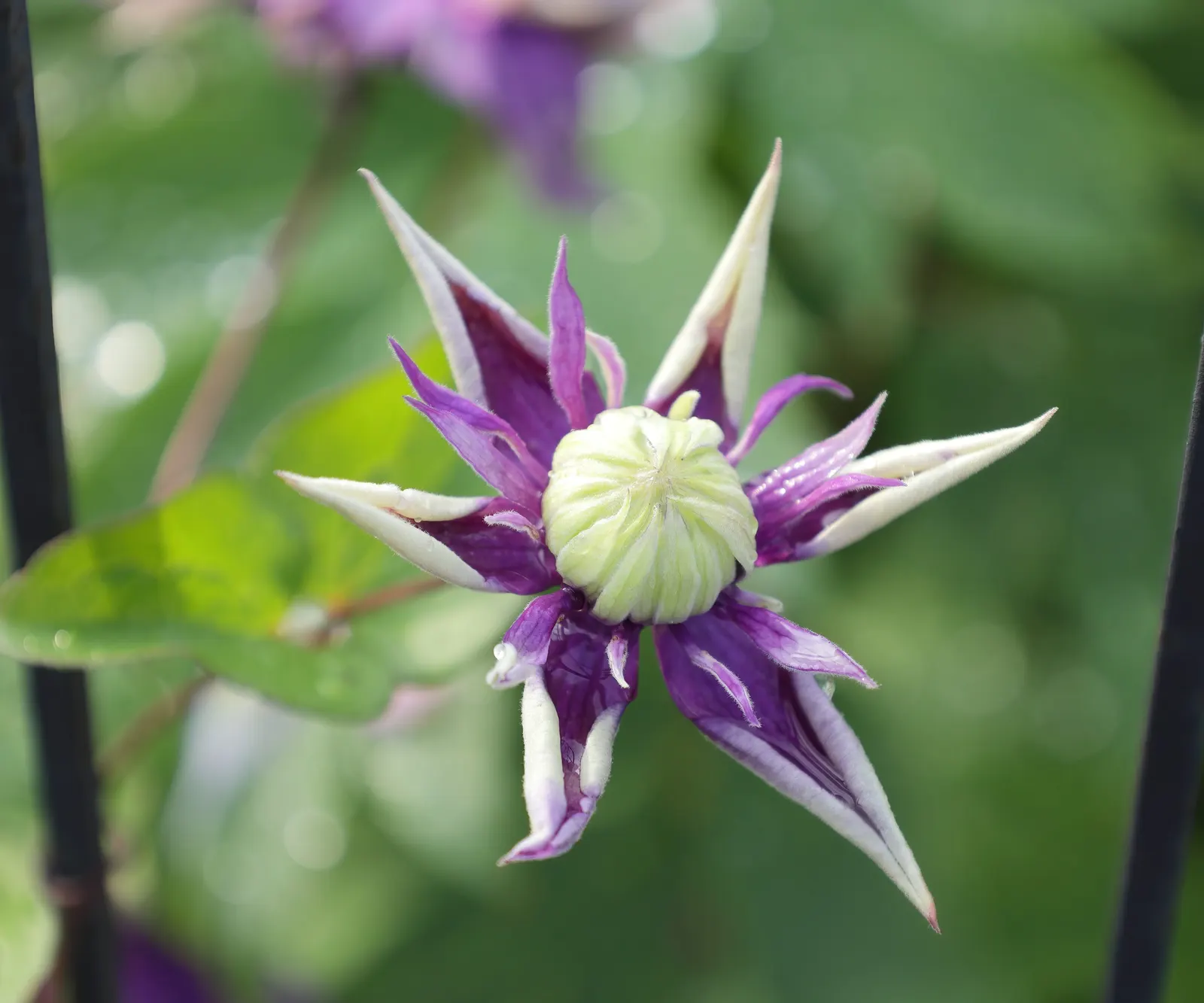 Taiga Clematis (Clematis 'Taiga') — For optimal growth, it requires full sun to part shade