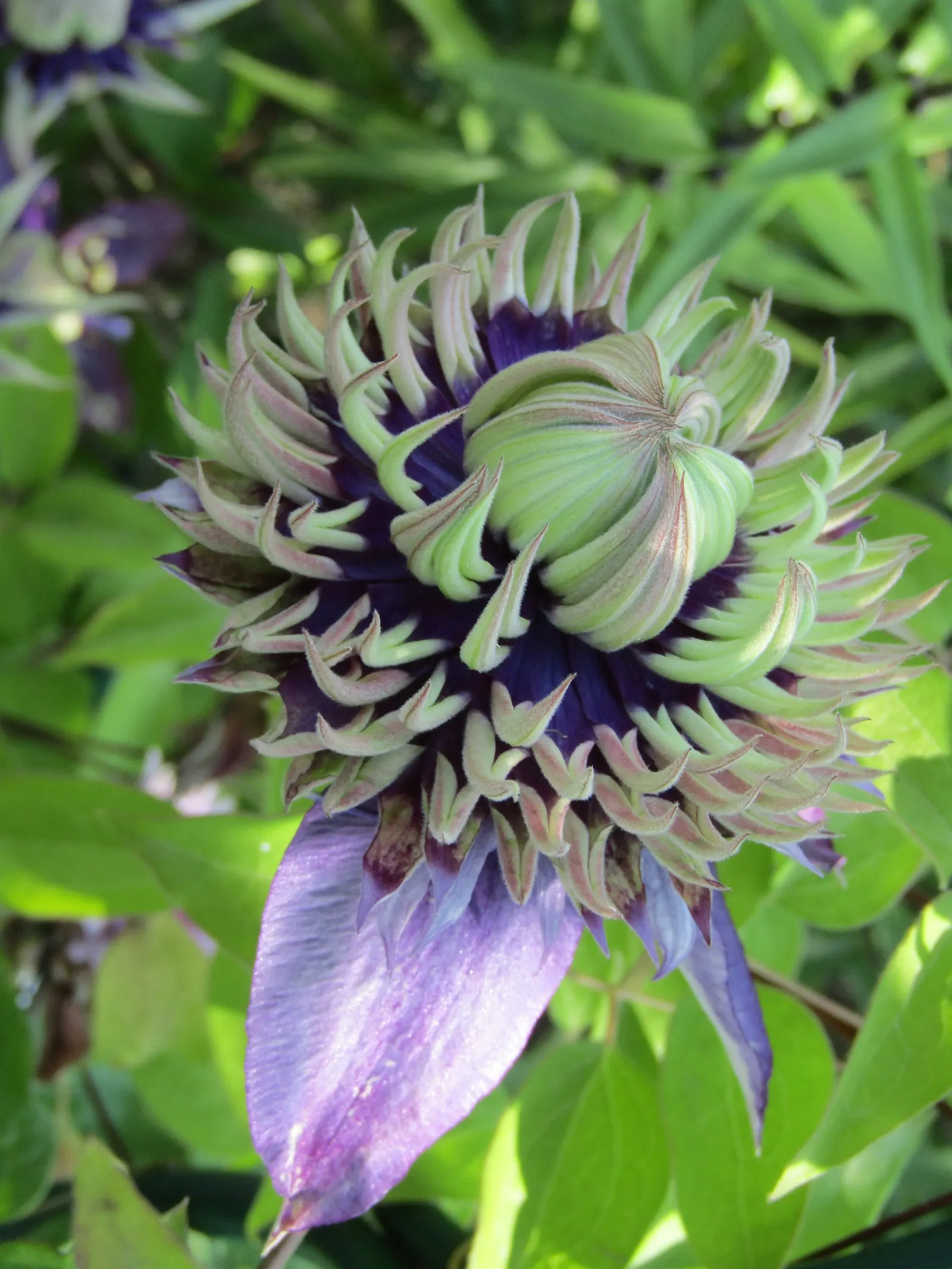 Taiga Clematis (Clematis 'Taiga') — Plant it near trellises or walls for vertical interest