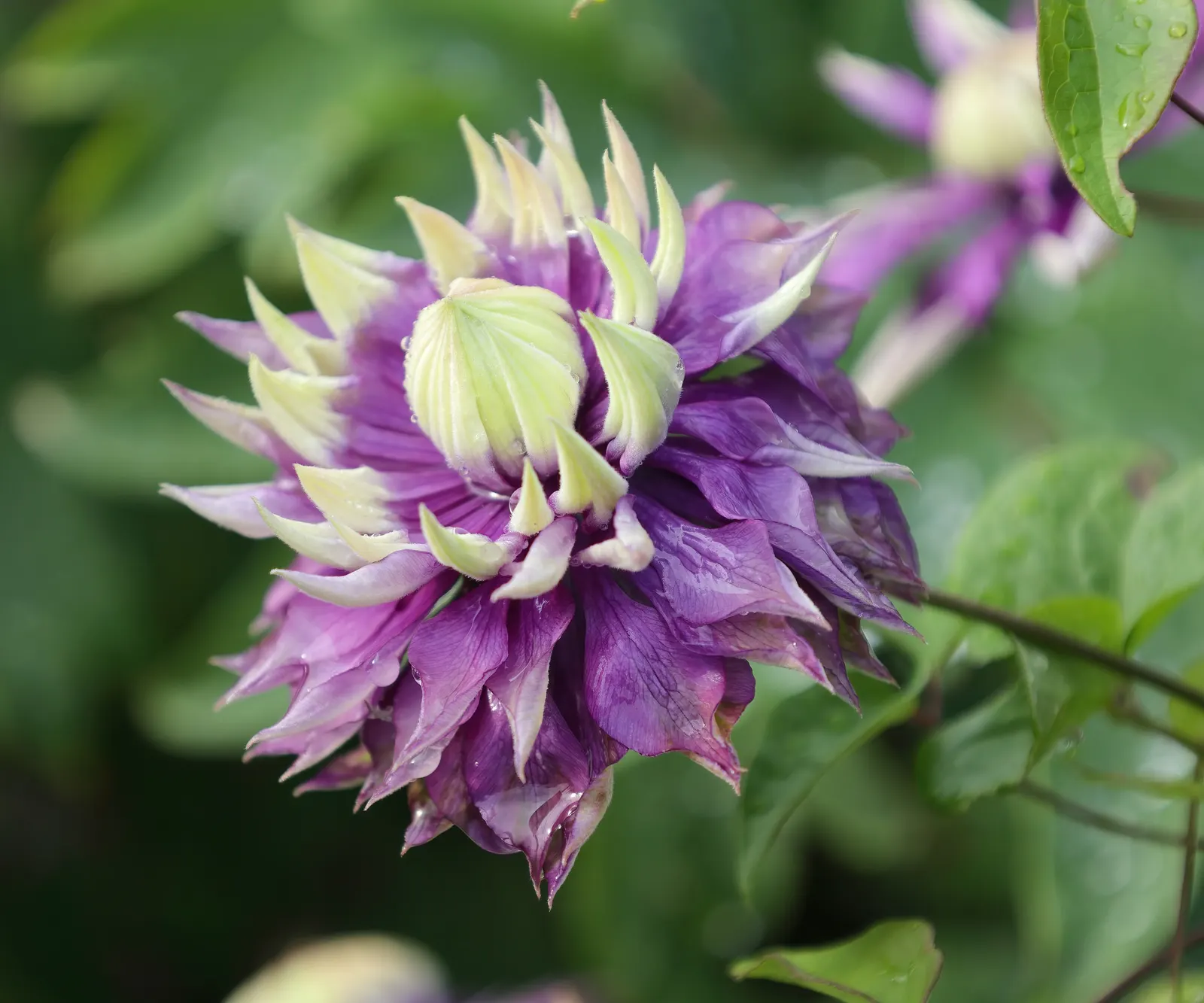 Taiga Clematis (Clematis 'Taiga') — The Clematis 'Taiga' is a striking flowering vine