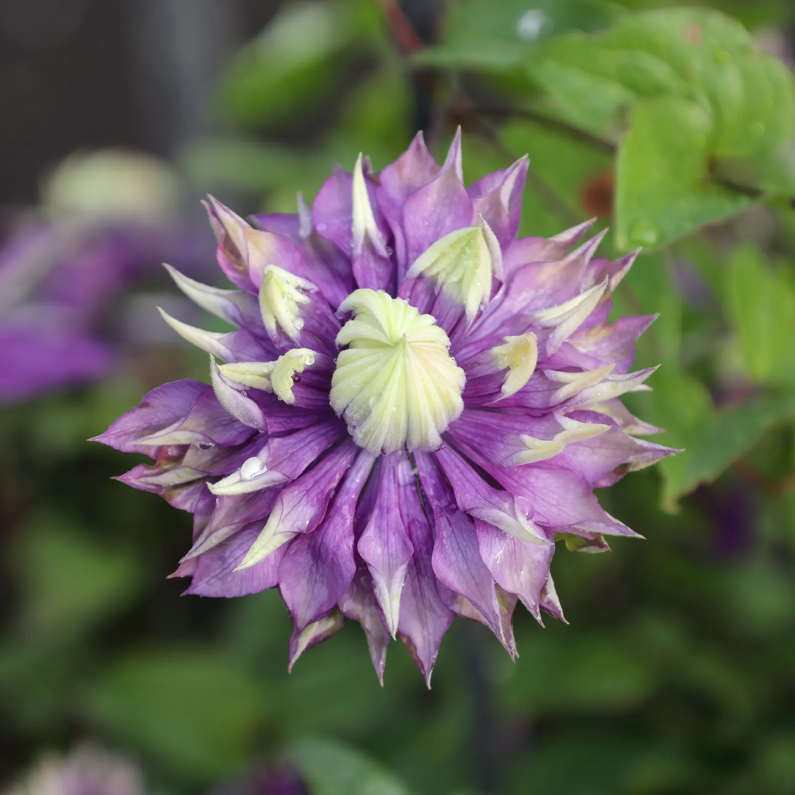 Taiga Clematis (Clematis 'Taiga') — This cultivar can reach up to 6-9 feet in height and thrives in well-drained soil