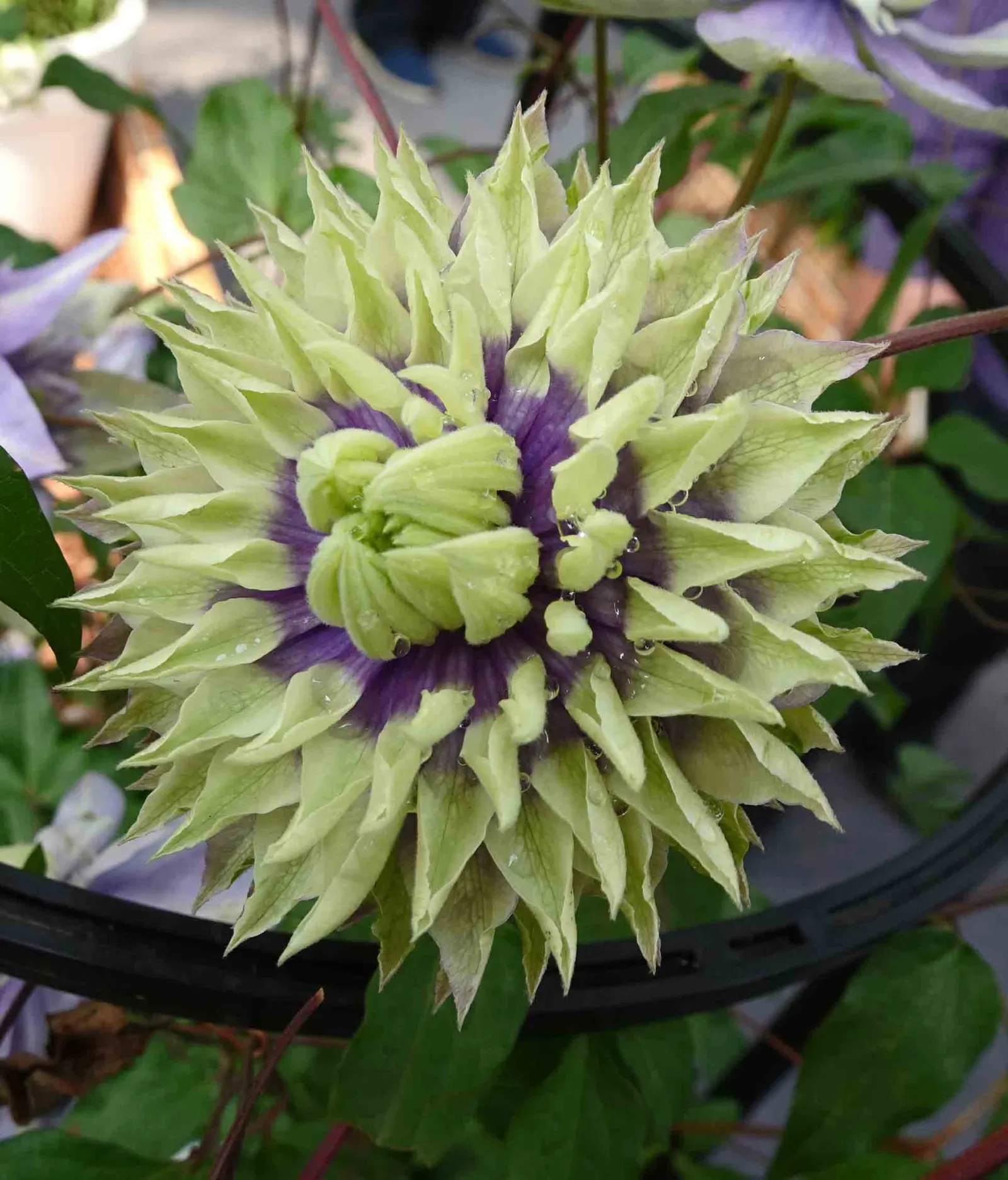 Taiga Clematis (Clematis 'Taiga') — renowned for its exotic purple blooms with spiky petal tips and a contrasting creamy-yellow center