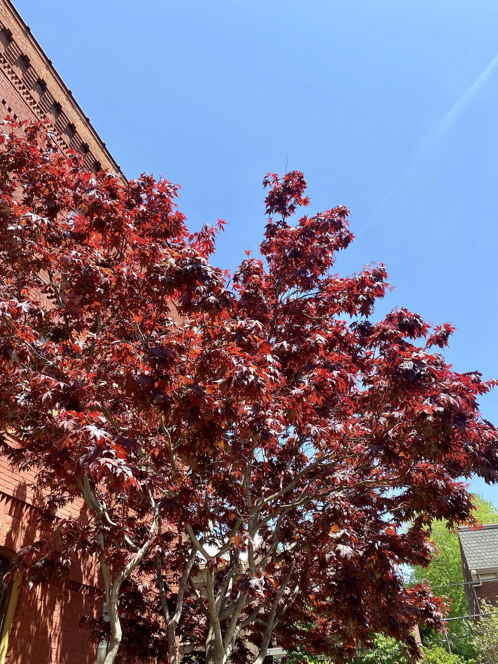 Red Emperor Japanese Maple (Acer Palmatum 'Red Emperor') — commonly referred to as Red Emperor Japanese Maple