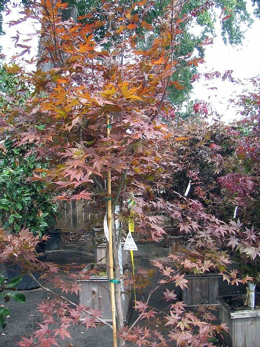Red Emperor Japanese Maple (Acer Palmatum 'Red Emperor') — This cultivar stands out with its vibrant foliage and elegant form