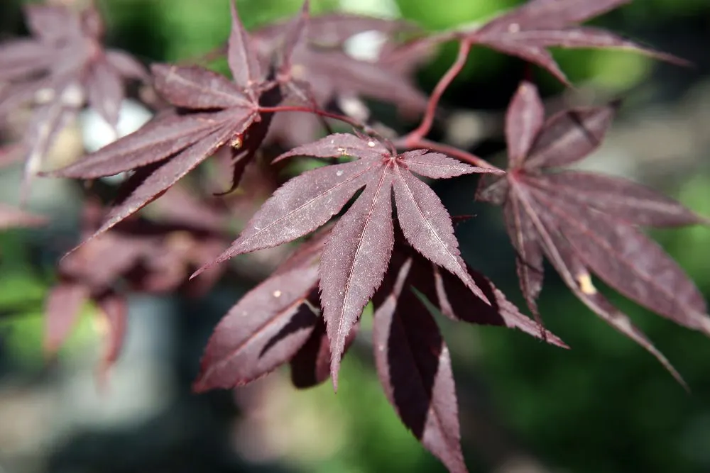 Red Emperor Japanese Maple (Acer Palmatum 'Red Emperor') — maturing to an approximate height of 15 to 20 feet with a spread of around 15 feet