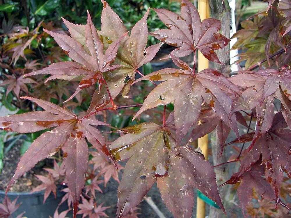 Red Emperor Japanese Maple (Acer Palmatum 'Red Emperor') — Its canopy shapes into a pleasing