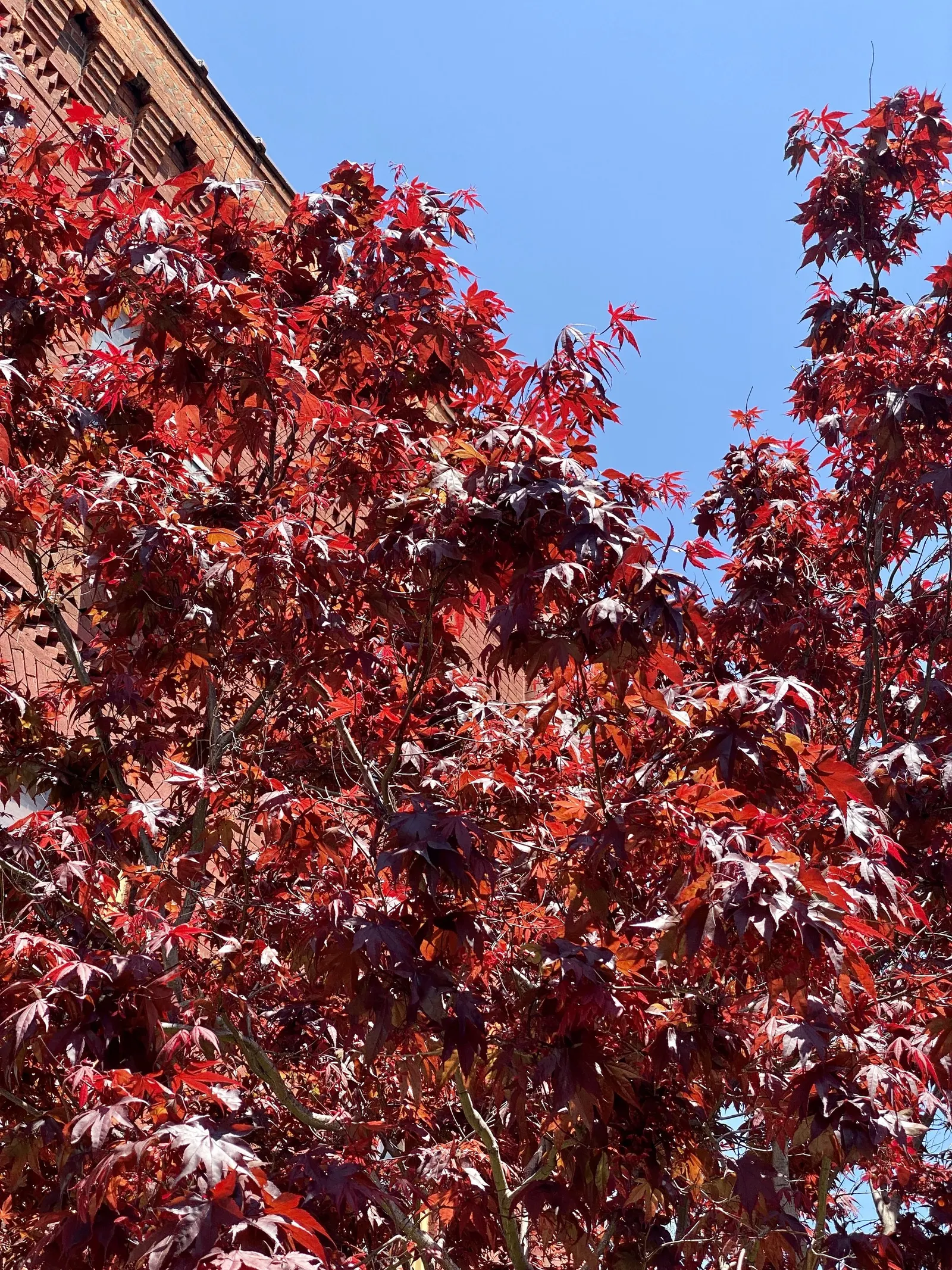 Red Emperor Japanese Maple (Acer Palmatum 'Red Emperor') — is a captivating ornamental tree that brings a majestic flair to any landscape design