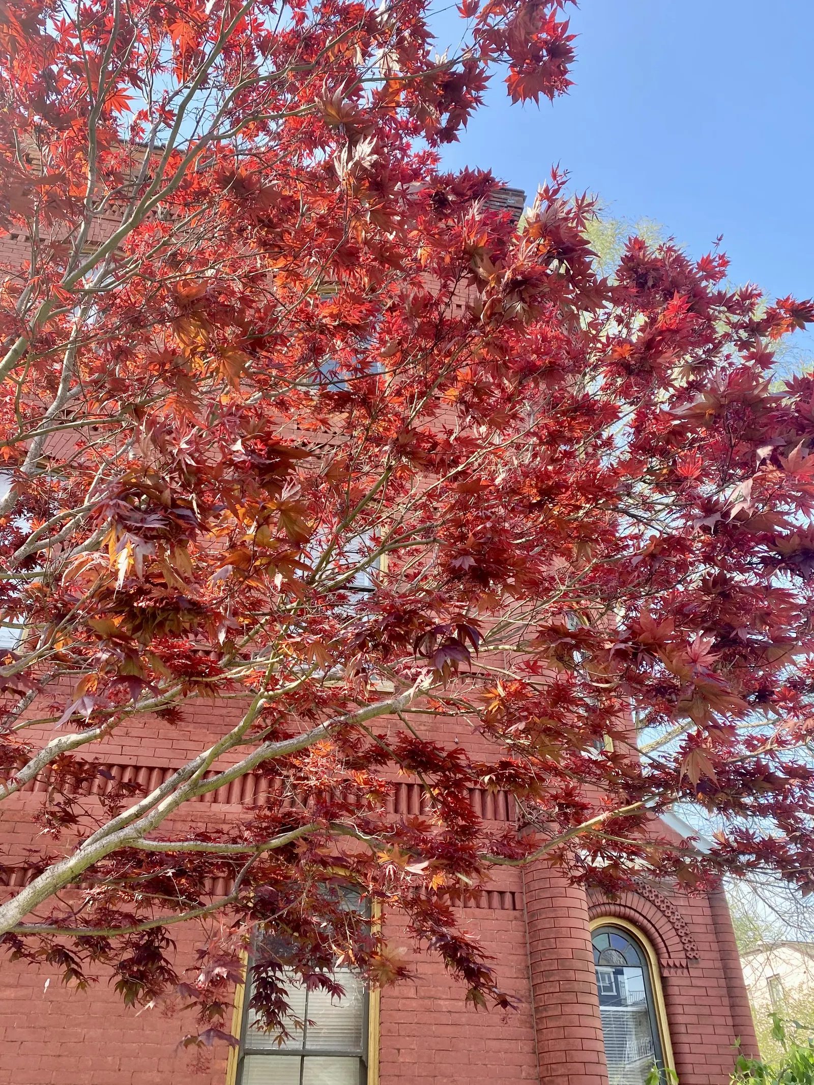 Red Emperor Japanese Maple (Acer Palmatum 'Red Emperor') — lustrous red and retain their color better than many other red Japanese maples