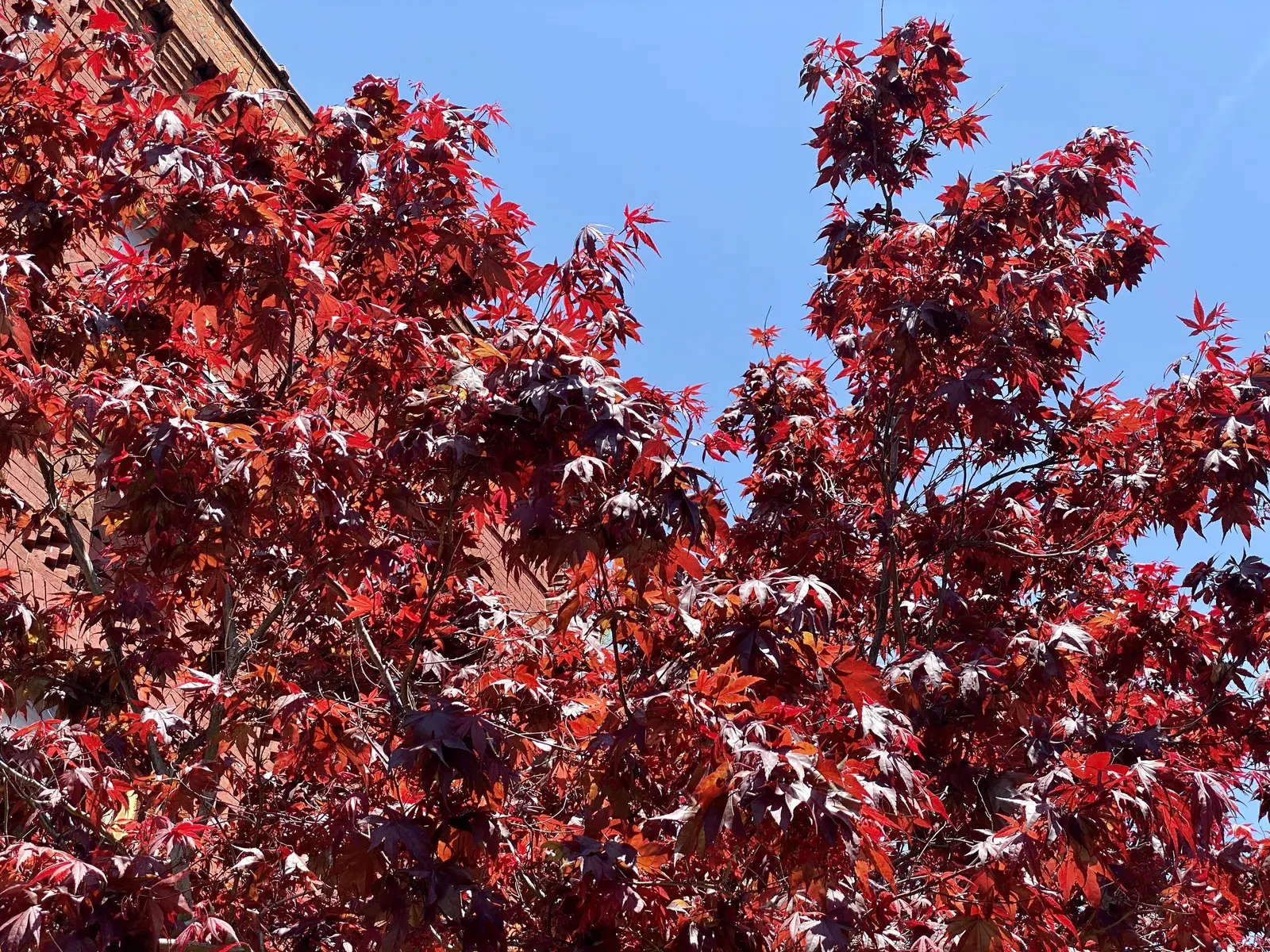 Red Emperor Japanese Maple (Acer Palmatum 'Red Emperor') — Ideal for creating focal points in landscape designs due to its dramatic color and elegant form
