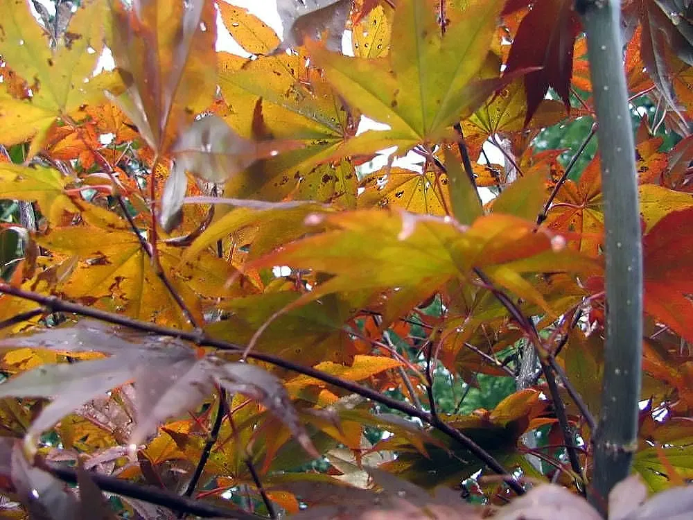 Red Emperor Japanese Maple (Acer Palmatum 'Red Emperor') — With its broad canopy, it reaches up to 15-20 feet in height and spreads approximately 15 feet wide