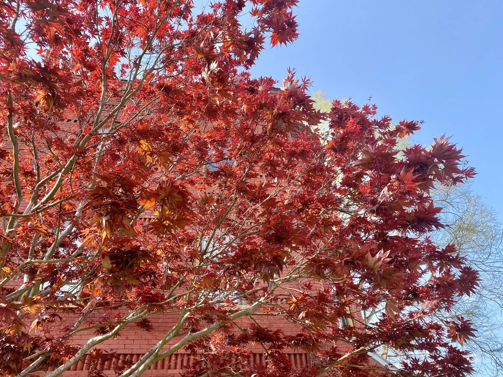Red Emperor Japanese Maple (Acer Palmatum 'Red Emperor') — They unfurl in the spring as a deep