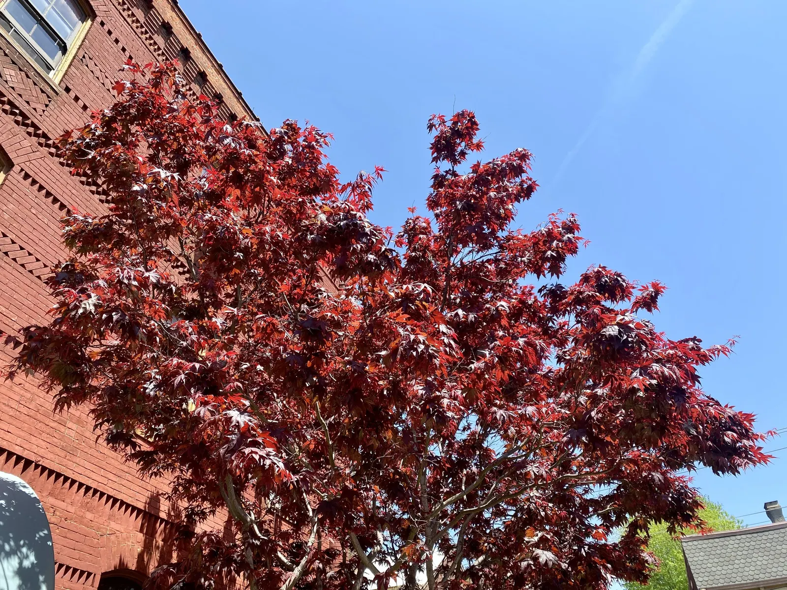 Red Emperor Japanese Maple (Acer Palmatum 'Red Emperor') — Prefers partial to full sun and moist, well-drained soil