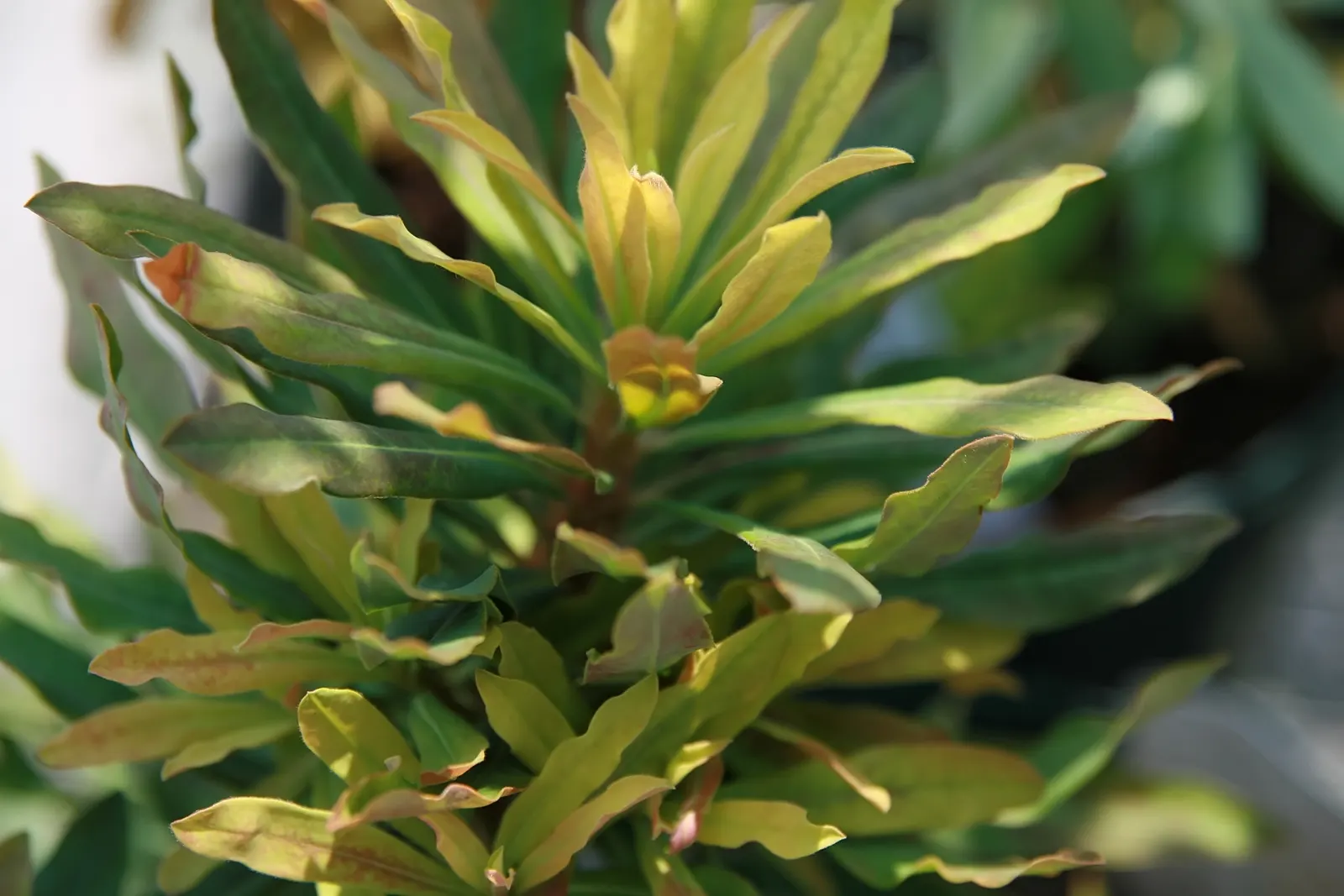 Golden Glory Wood Spurge (Euphorbia 'Golden Glory') — a robust evergreen perennial