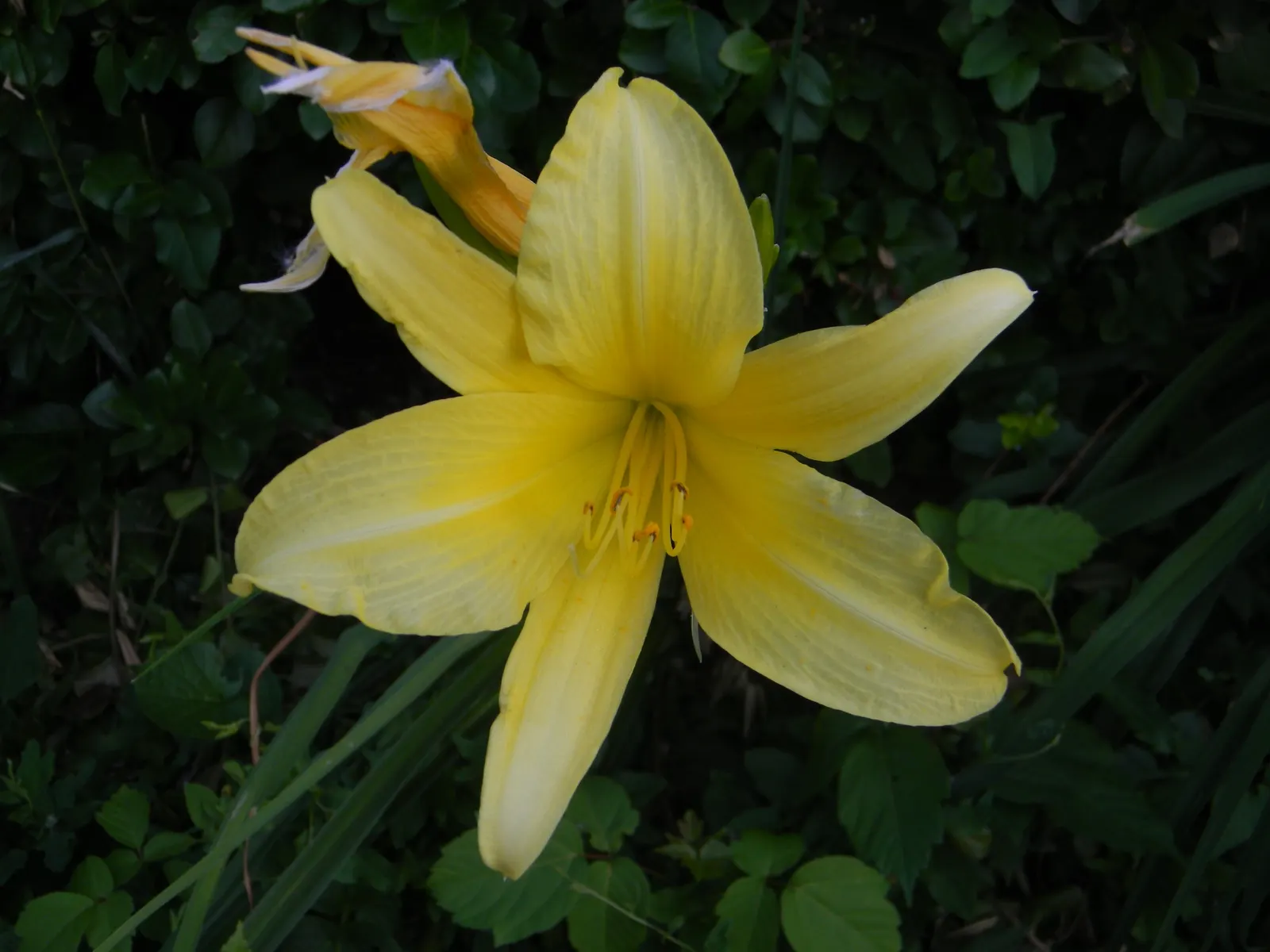 Daylily Hybrids (Hemerocallis Hybrids) — botanically referred to as Hemerocallis hybrids; they are hardy in USDA Zones 3 to 9, demonstrating a high level of