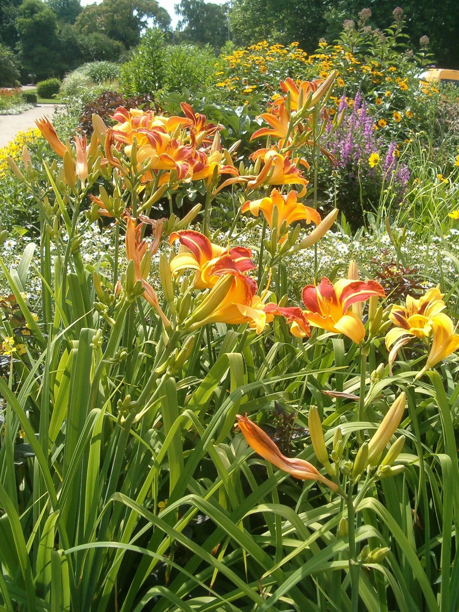 Daylily Hybrids (Hemerocallis Hybrids) — Daylily hybrids, Hemerocallis sp., are perennial favorites for their vibrant blooms and easy care; blooms last a day