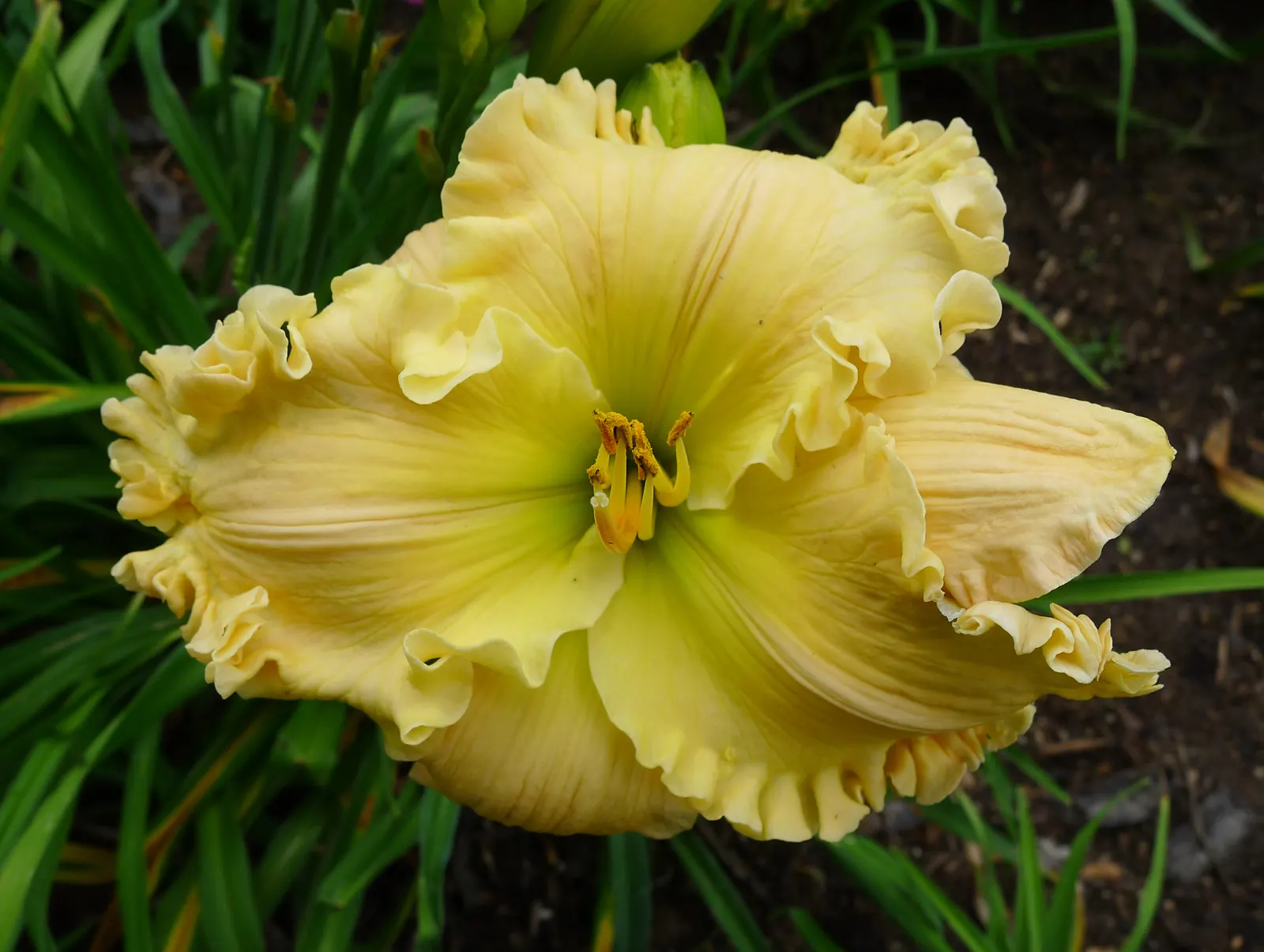 Daylily Hybrids (Hemerocallis Hybrids) — although each flower lasts only one day; thriving in USDA zones 3-9, they flourish in full sun to partial shade